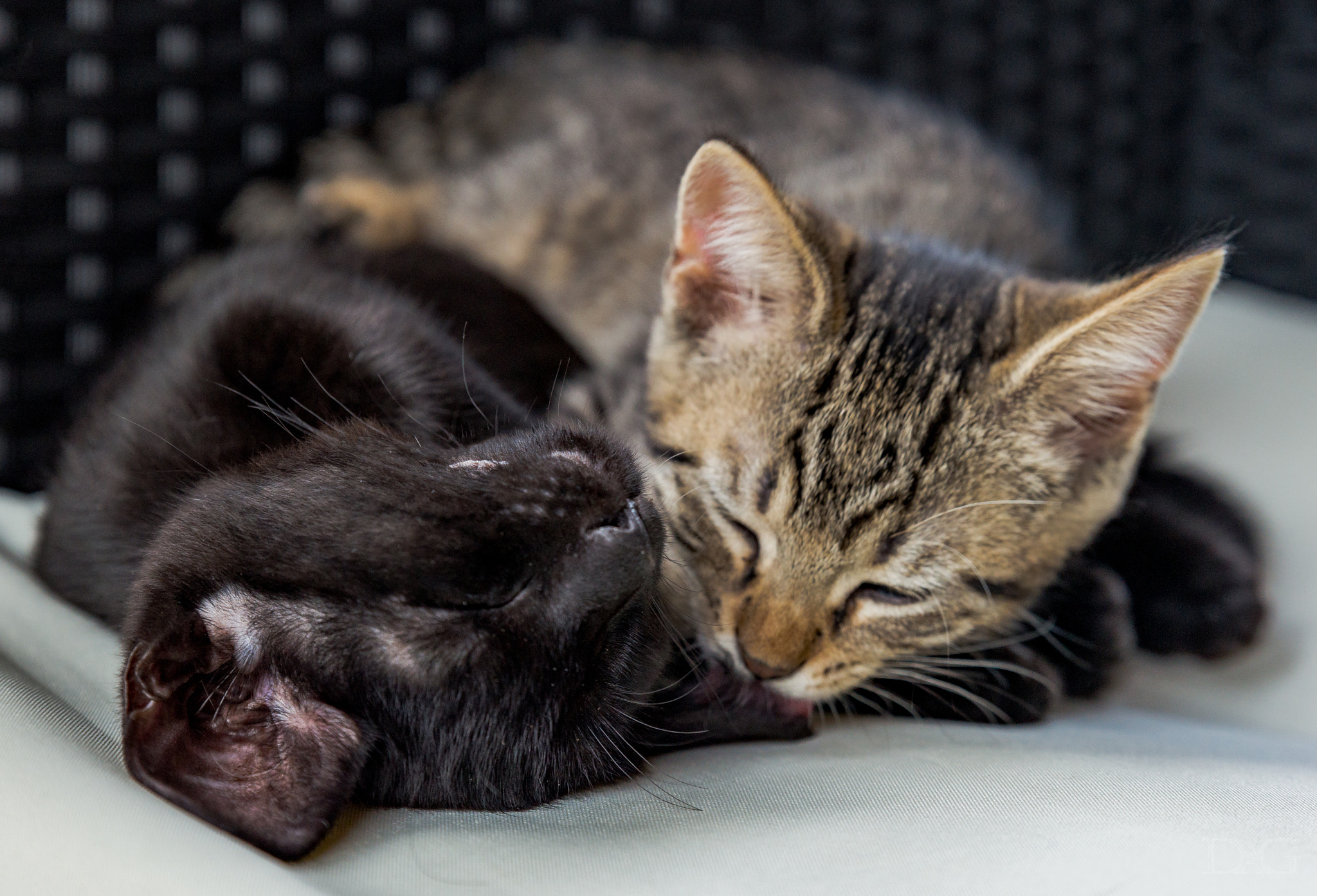 Sony a99 II + Tamron SP 24-70mm F2.8 Di VC USD sample photo. Katze - 11 photography