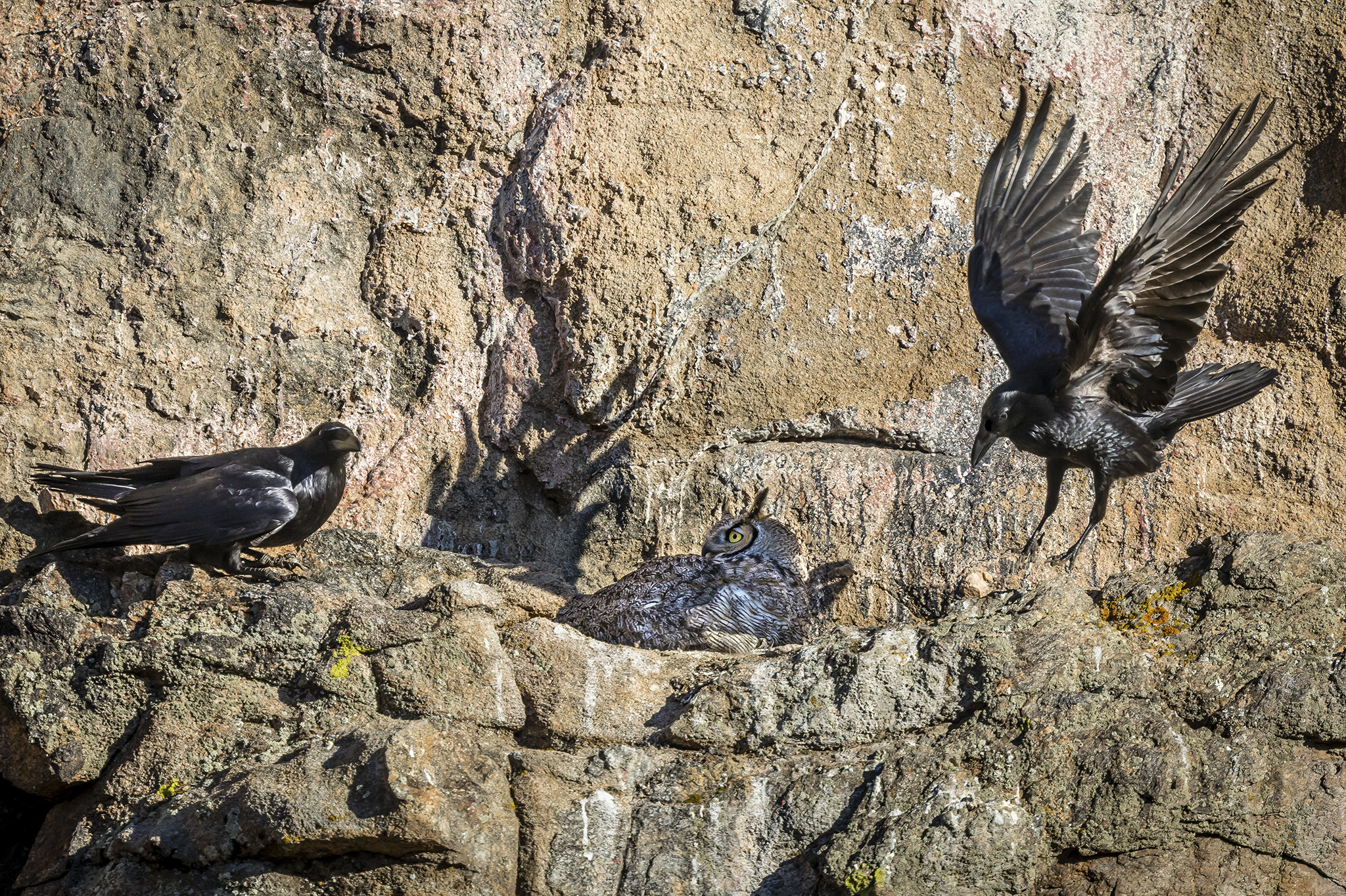 Canon EF 400mm F4 DO IS II USM sample photo. Fear the ravens... evermore photography