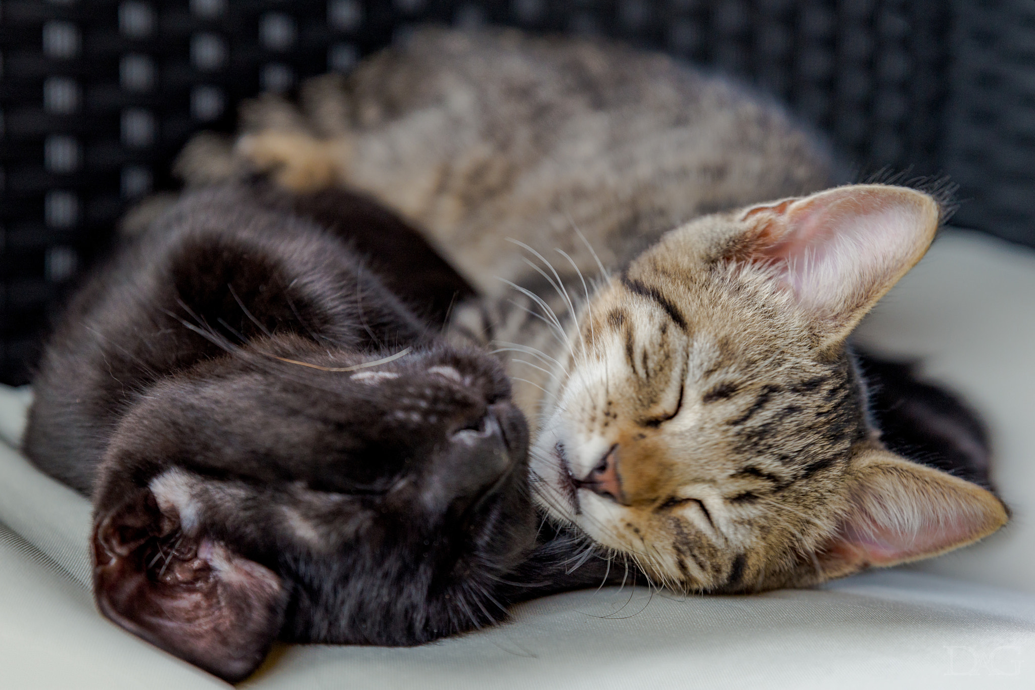 Sony a99 II + Tamron SP 24-70mm F2.8 Di VC USD sample photo. Katze - 12 photography