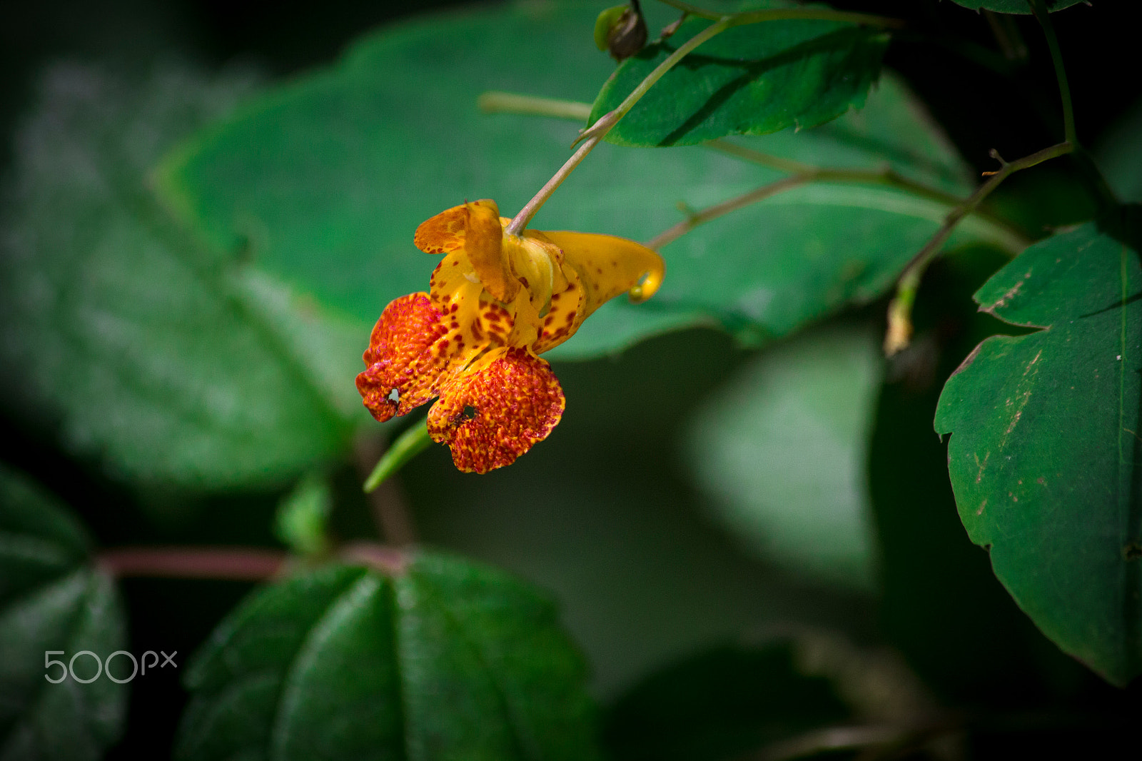 Canon EF-S 55-250mm F4-5.6 IS sample photo. Amanda photography