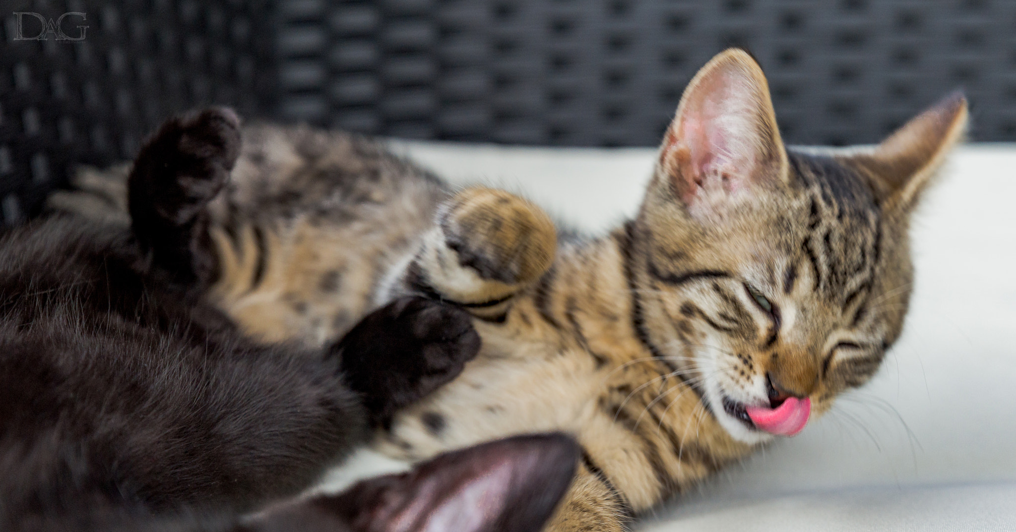 Sony a99 II + Tamron SP 24-70mm F2.8 Di VC USD sample photo. Katze - 13 photography