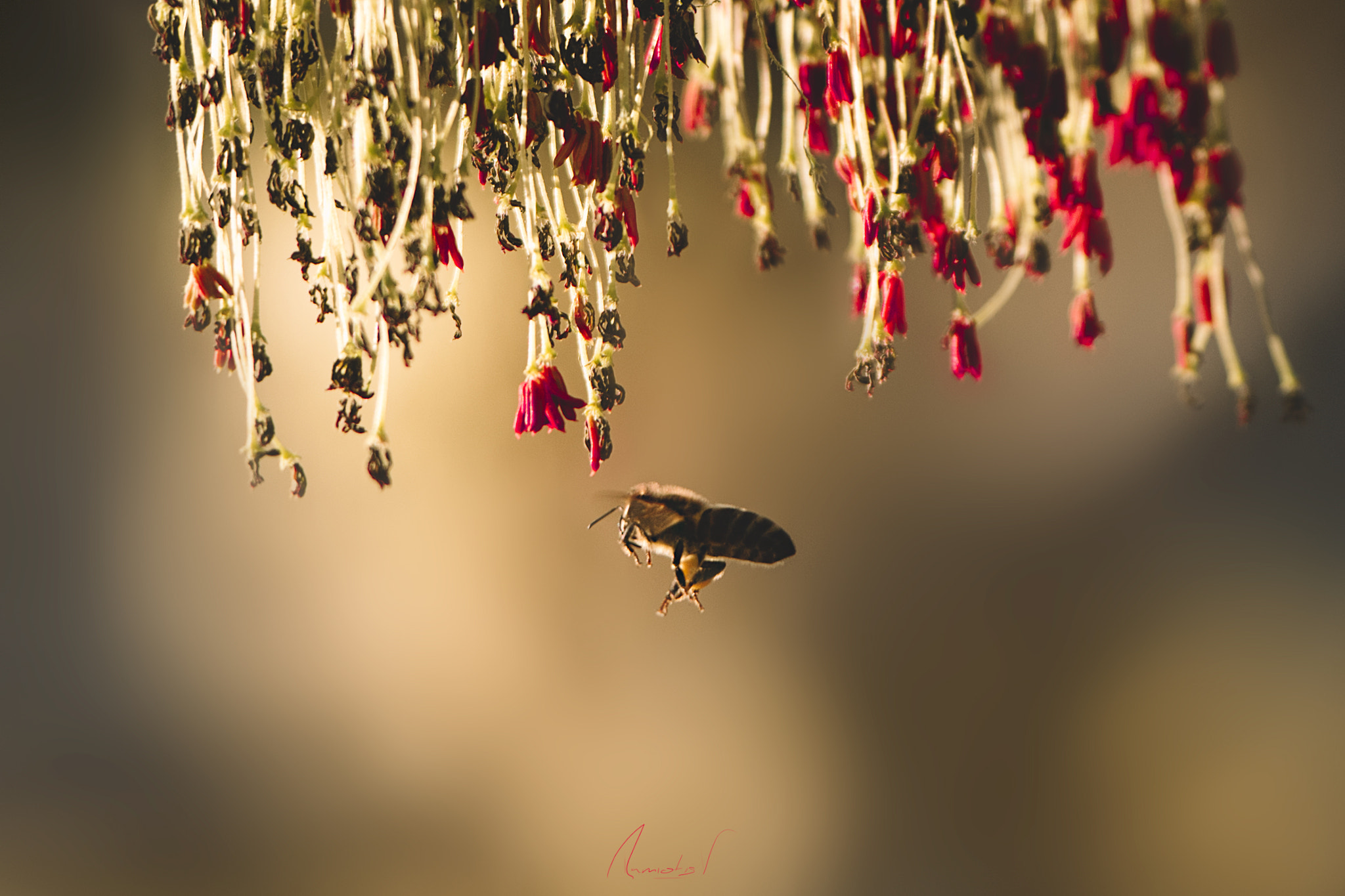 Nikon AF-S Nikkor 70-200mm F2.8G ED VR II sample photo. The meaning of life photography