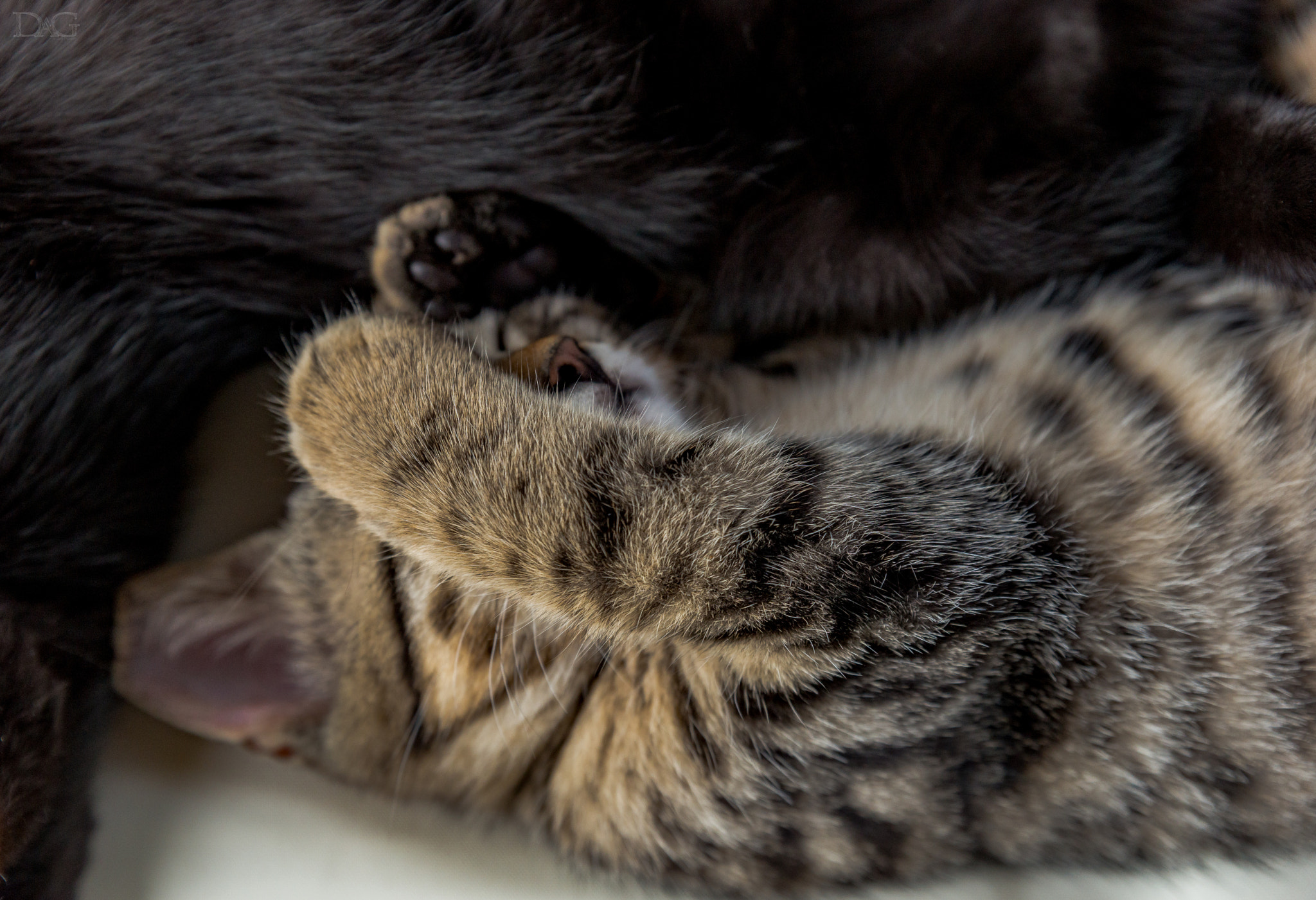 Sony a99 II + Tamron SP 24-70mm F2.8 Di VC USD sample photo. Katze - 14 photography