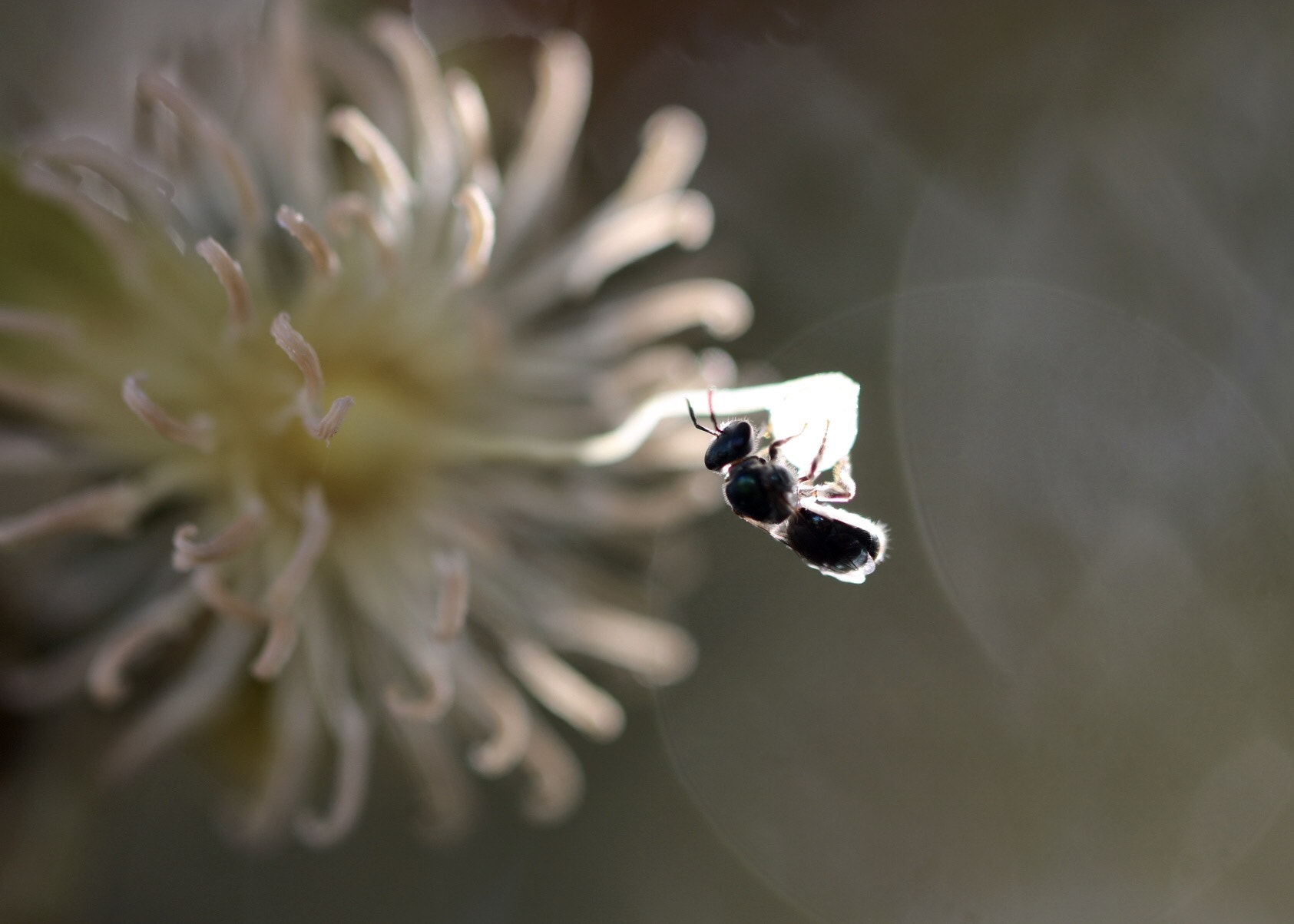 Canon EF 100mm F2.8L Macro IS USM sample photo