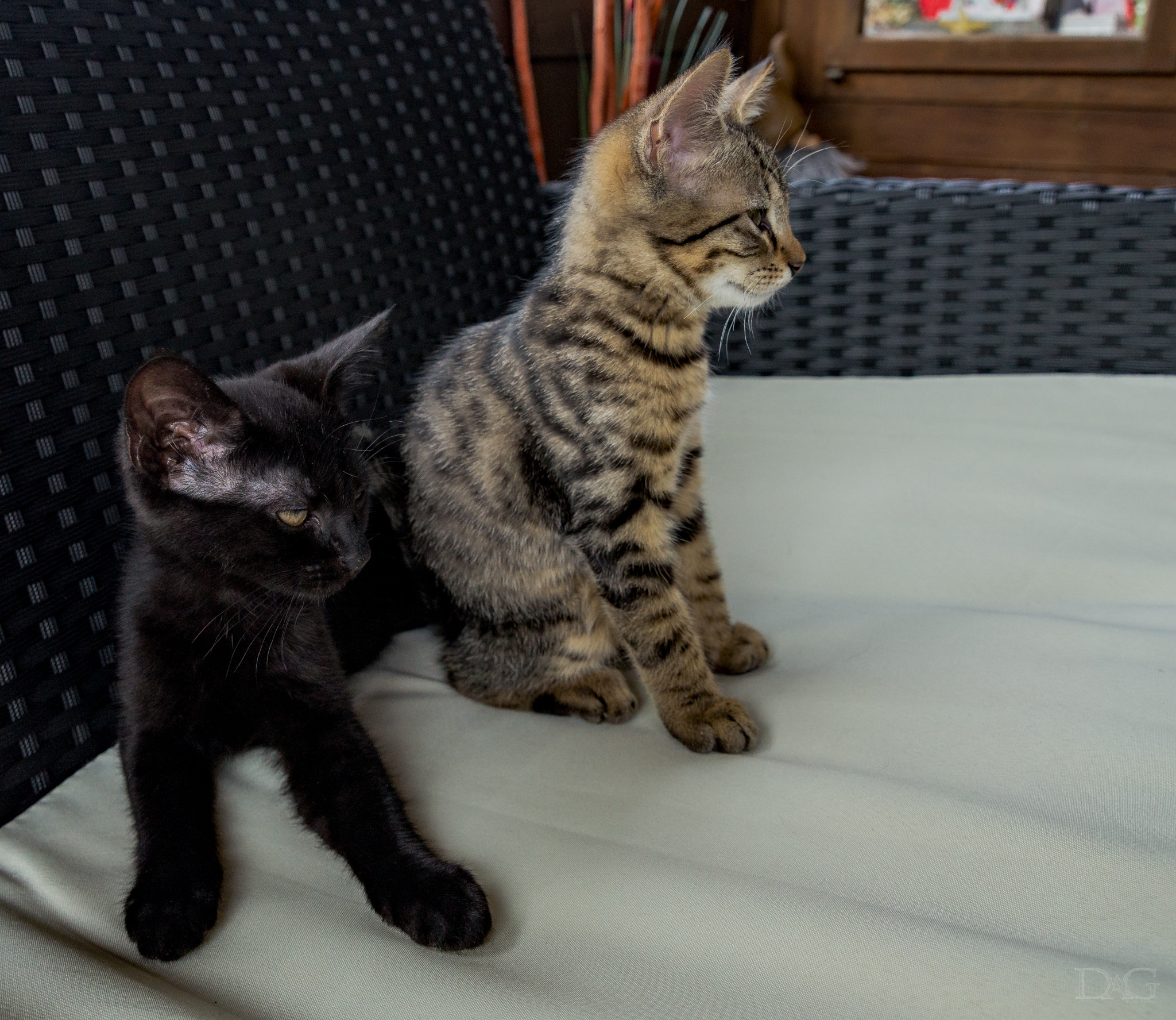 Sony a99 II + Tamron SP 24-70mm F2.8 Di VC USD sample photo. Katze - 15 photography
