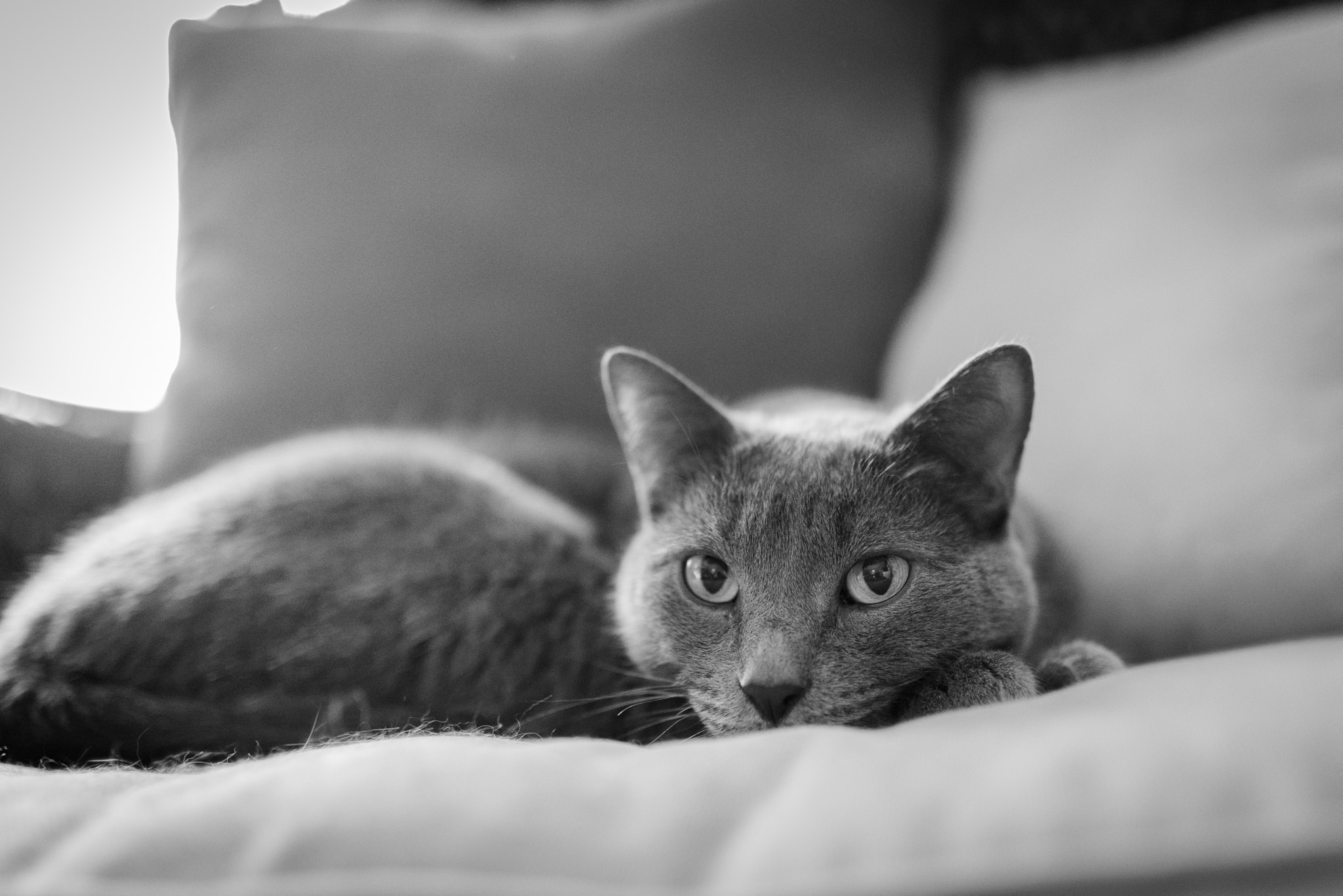 Nikon D810 sample photo. A cat's stare photography