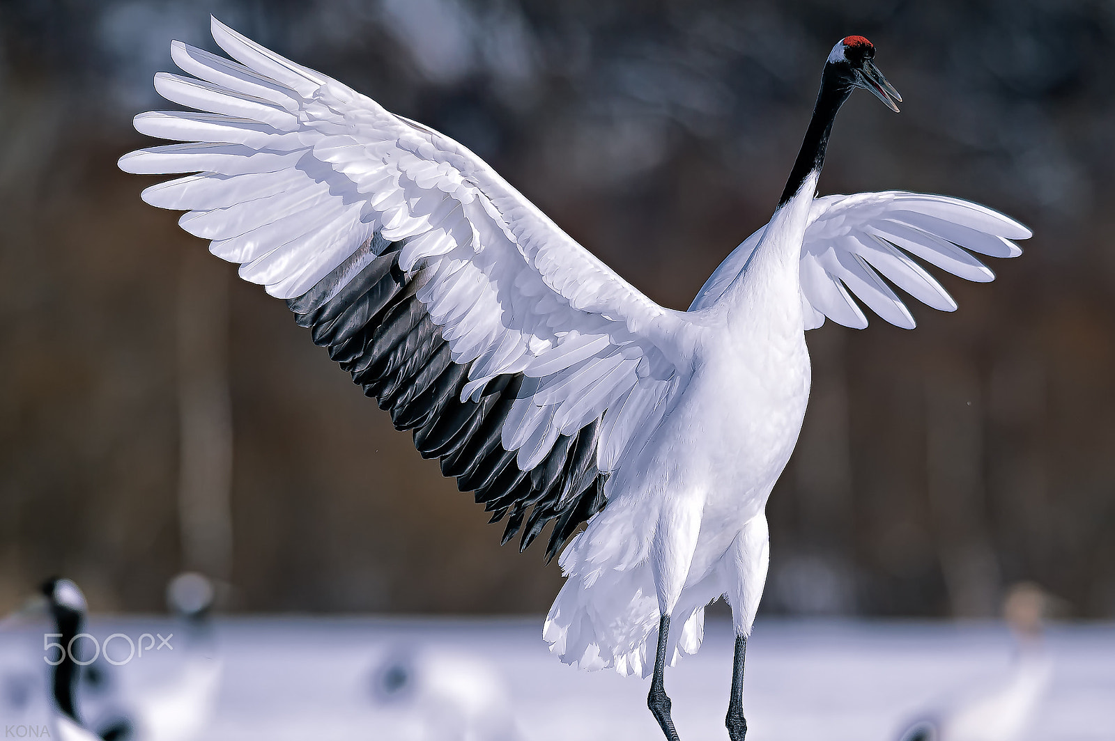 Nikon AF-S Nikkor 400mm F2.8G ED VR II sample photo. Tantyou photography