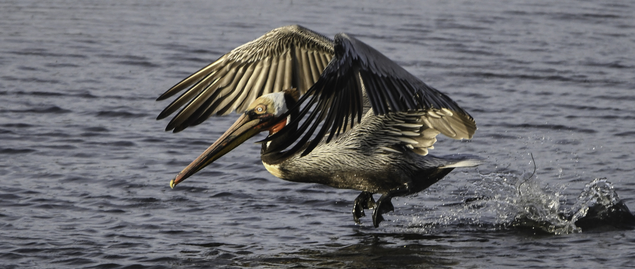 Nikon D500 sample photo. Pelican run photography
