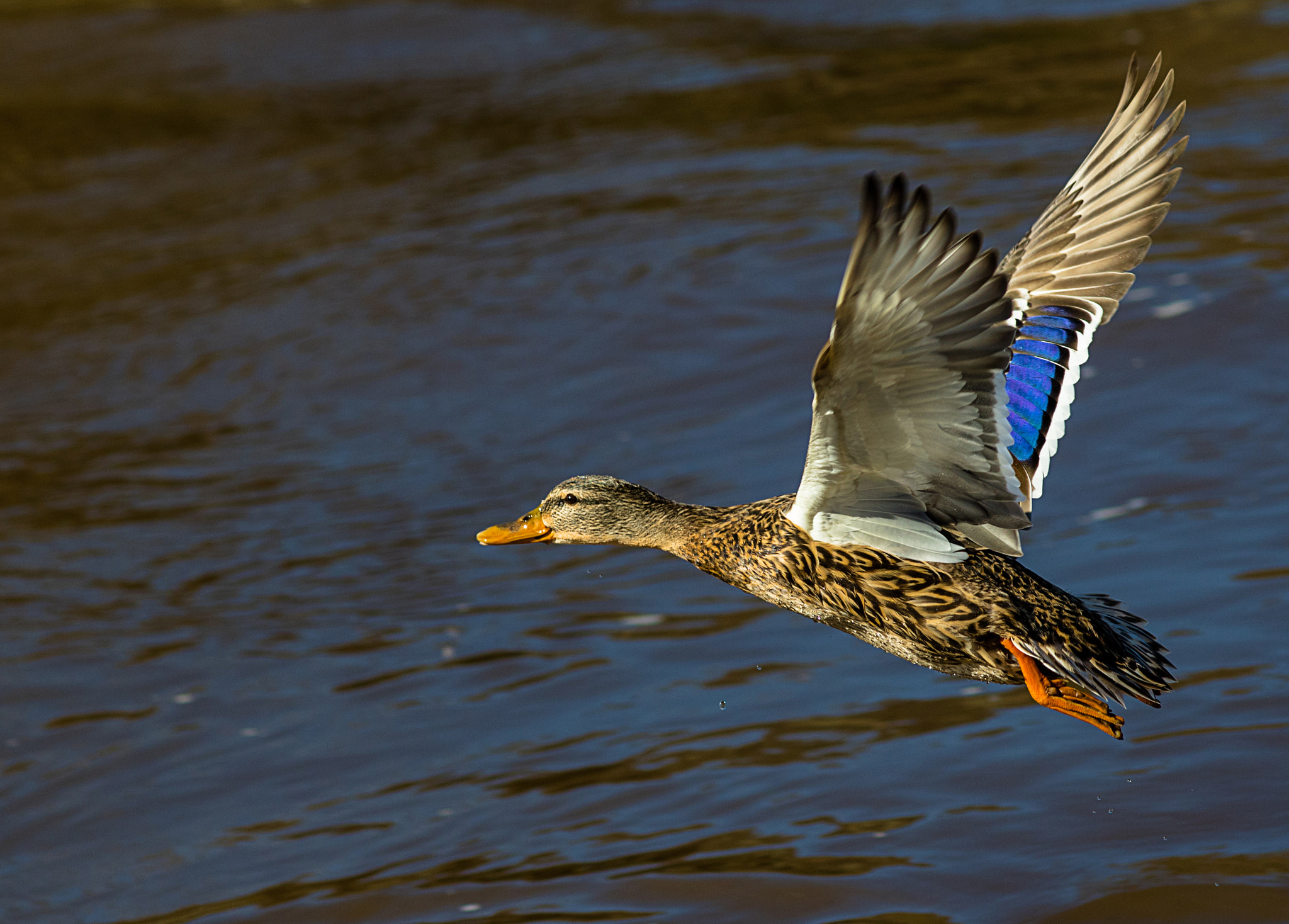 Canon EF 200mm F2.8L II USM sample photo. Ente im flug photography