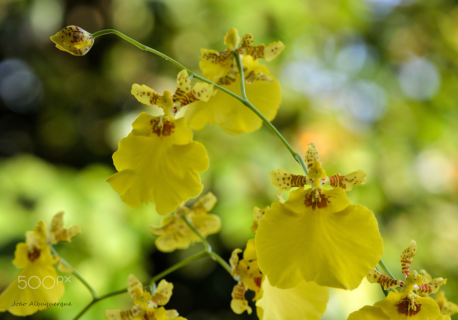 Nikon AF-S Micro-Nikkor 105mm F2.8G IF-ED VR sample photo. The yellow oncidium photography