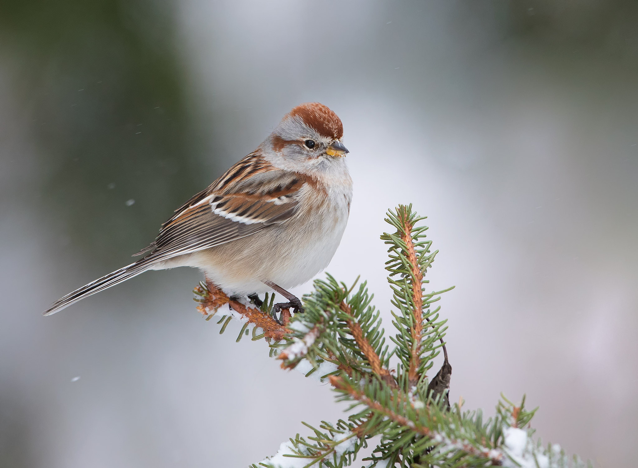 Canon EOS 5D Mark IV + Canon EF 500mm F4L IS USM sample photo. Tree sparrow photography