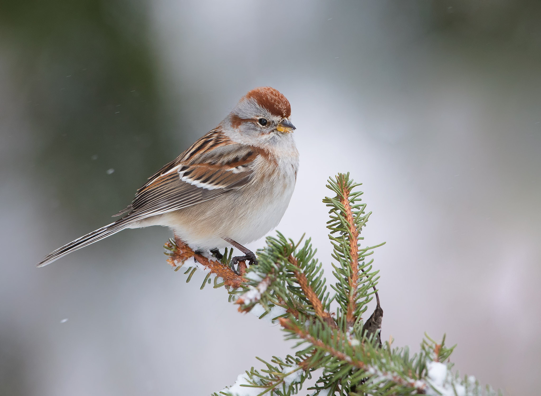 Canon EF 500mm F4L IS USM sample photo. Tree sparrow photography