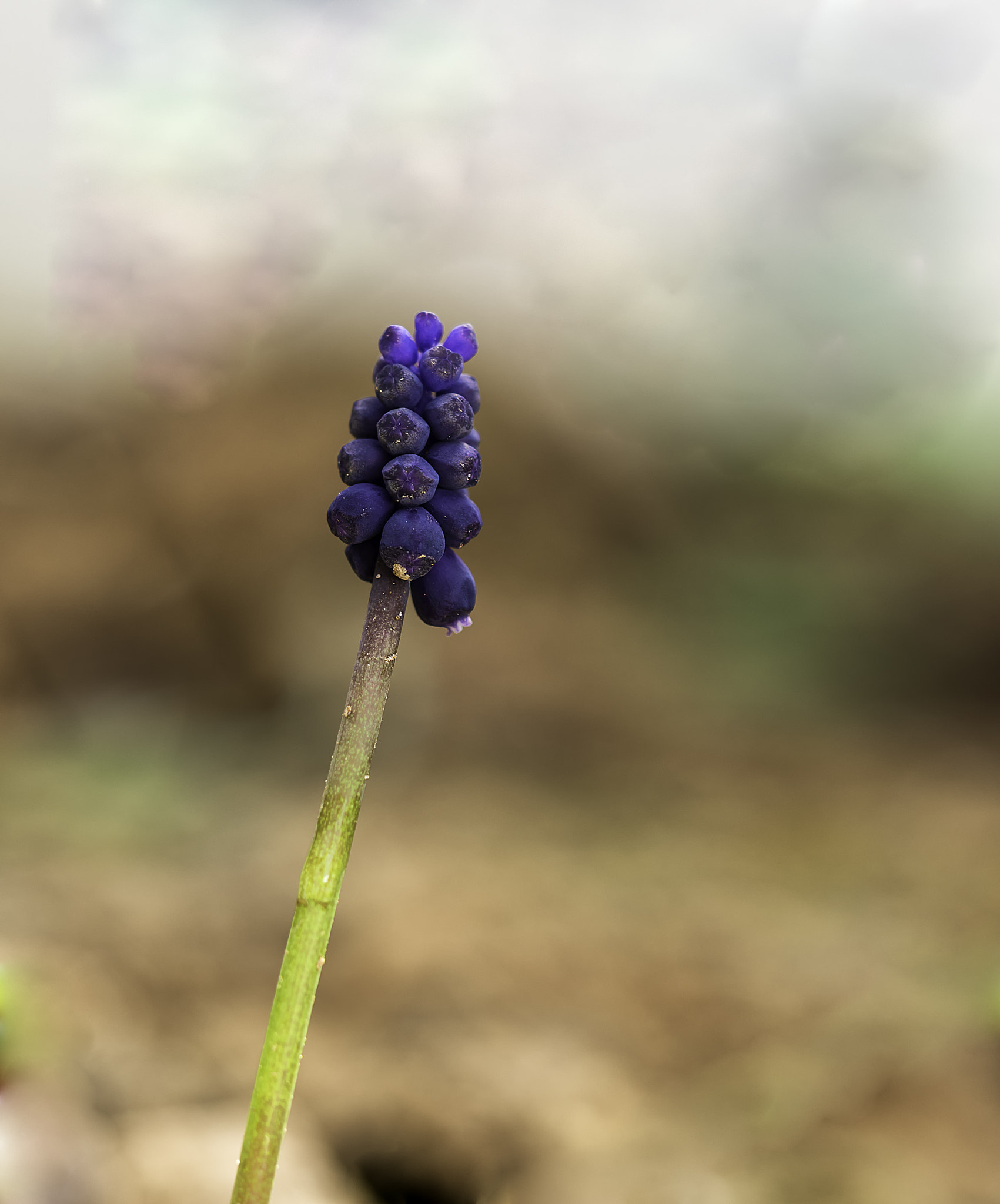 Olympus M.Zuiko Digital ED 60mm F2.8 Macro sample photo. Muscari neglectum photography