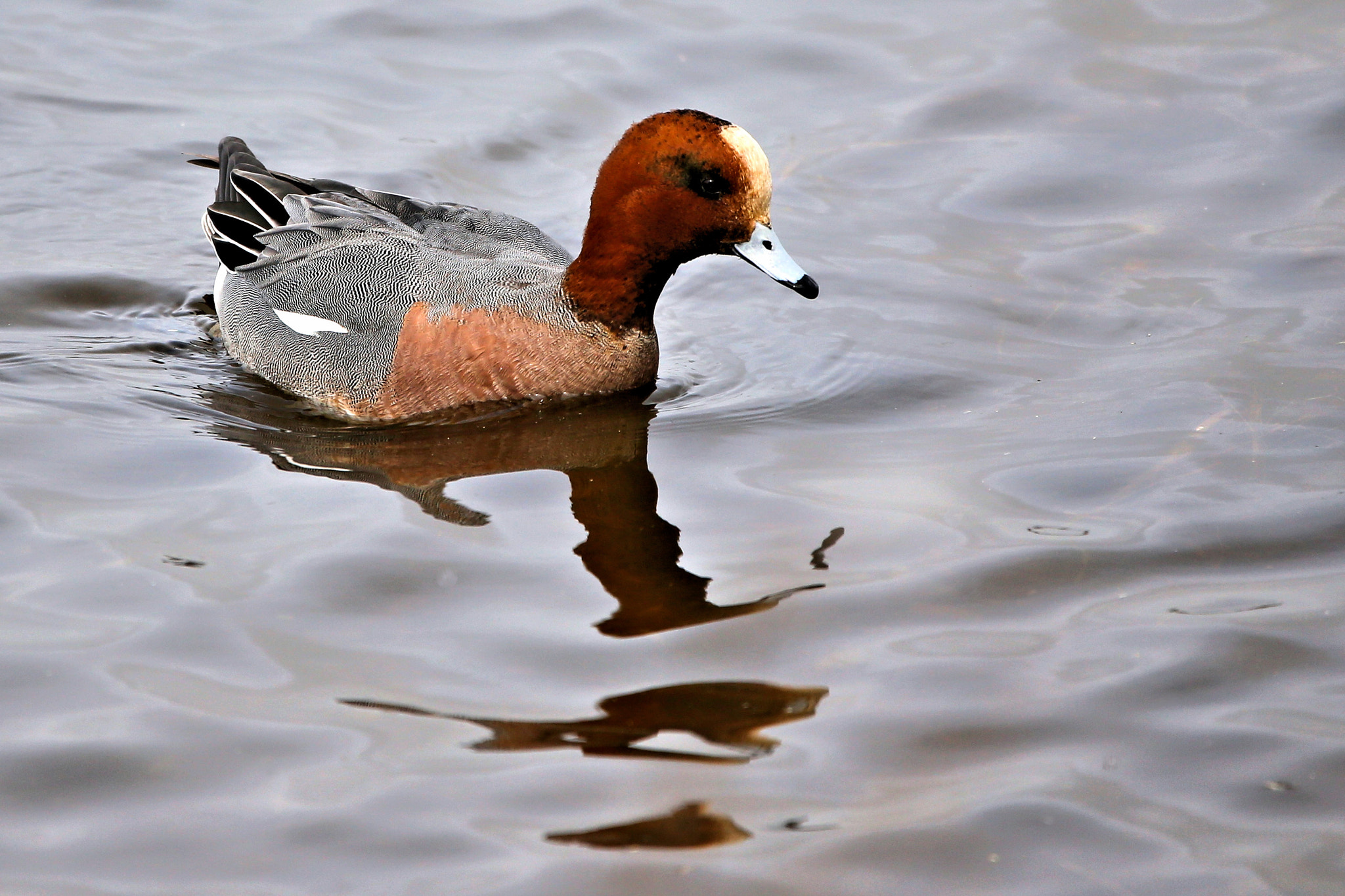 150-600mm F5-6.3 DG OS HSM | Contemporary 015 sample photo. Wigeon - anas penelope photography