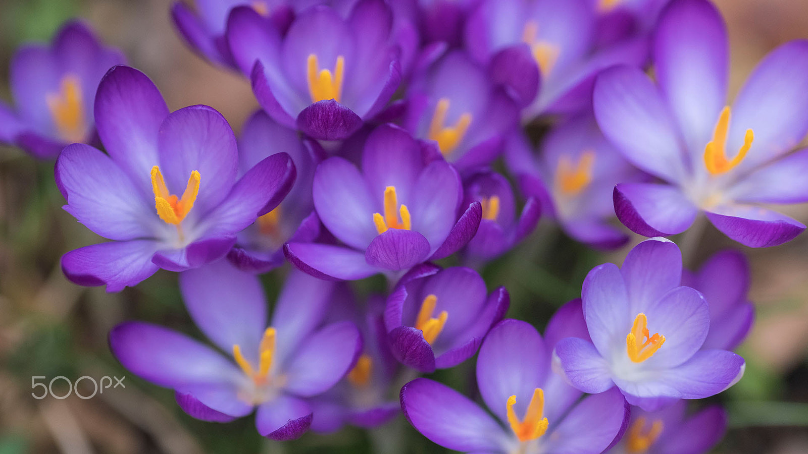 Fujifilm X-Pro2 + Fujifilm XF 90mm F2 R LM WR sample photo. Spring flower photography