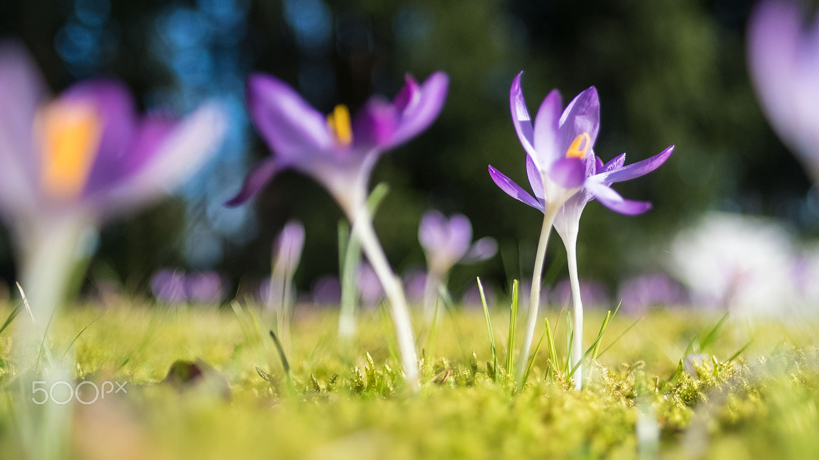 Fujifilm X-Pro2 + Fujifilm XF 16mm F1.4 R WR sample photo. Spring flower photography
