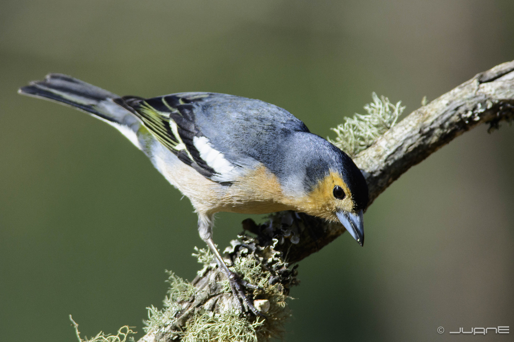 Nikon D7100 + Nikon AF-S Nikkor 300mm F4D ED-IF sample photo. Pinzón vulgar (fringilla coelebs bakeri.) (♂) photography