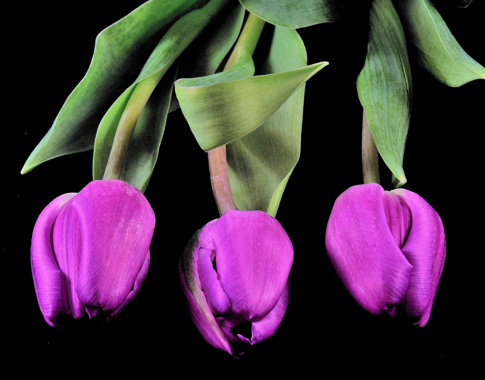 Sigma 18-250mm F3.5-6.3 DC Macro OS HSM sample photo. Tulips photography