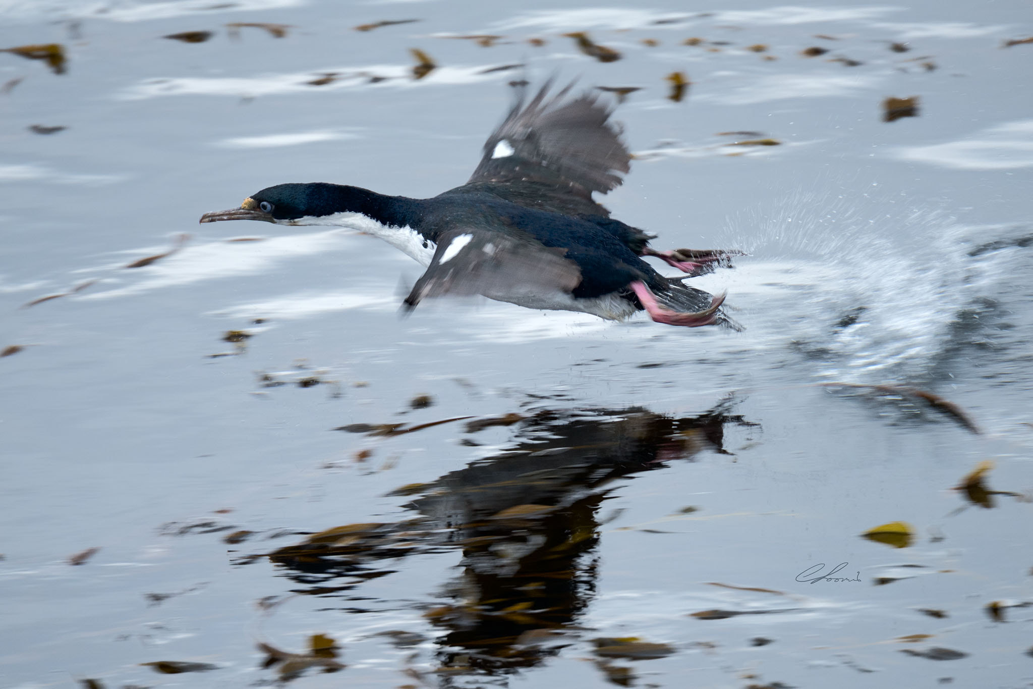 Nikon D810 sample photo. Imperial cormorant on runway photography