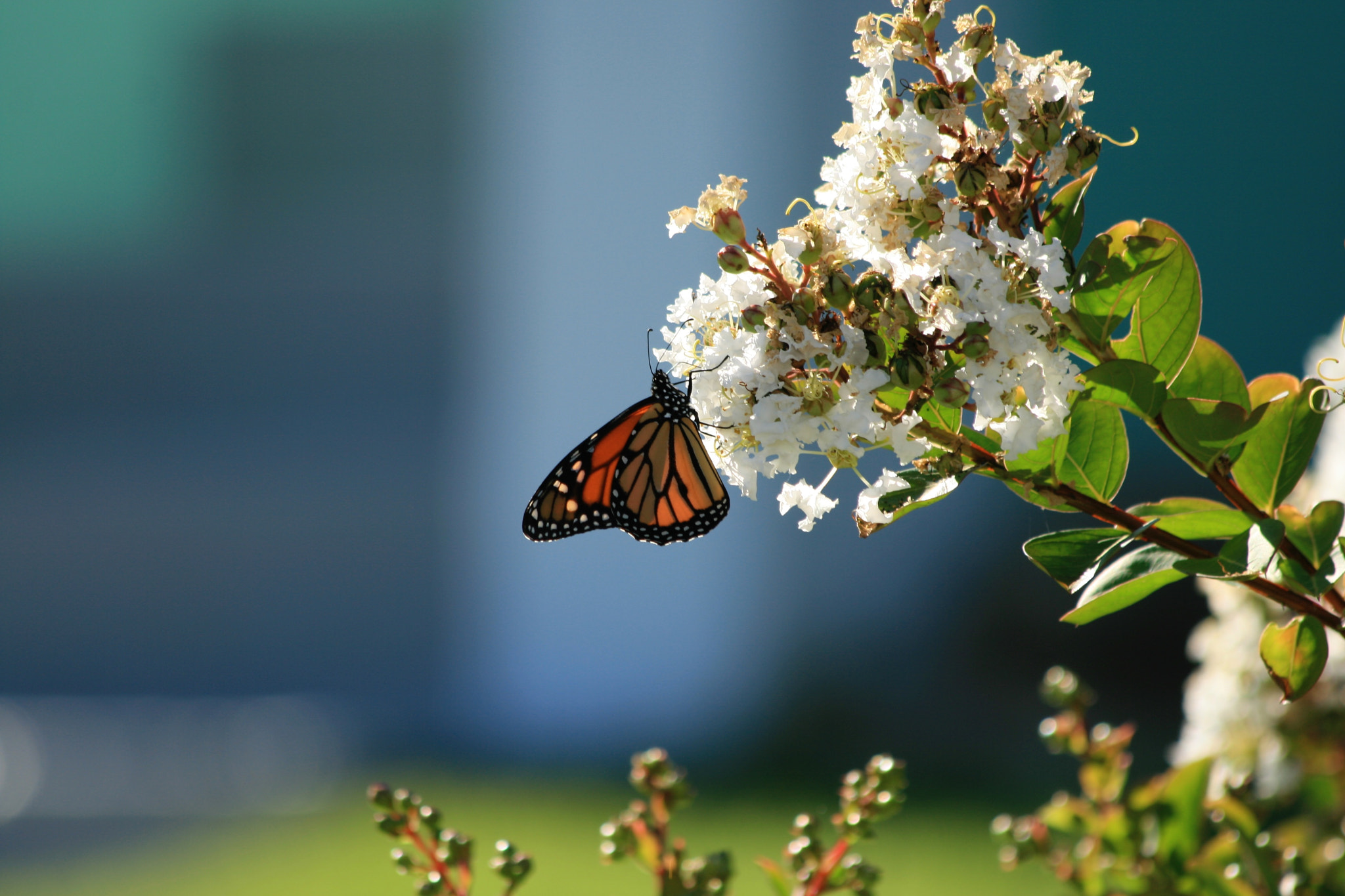Canon EOS 400D (EOS Digital Rebel XTi / EOS Kiss Digital X) sample photo. Monarch butterfly photography