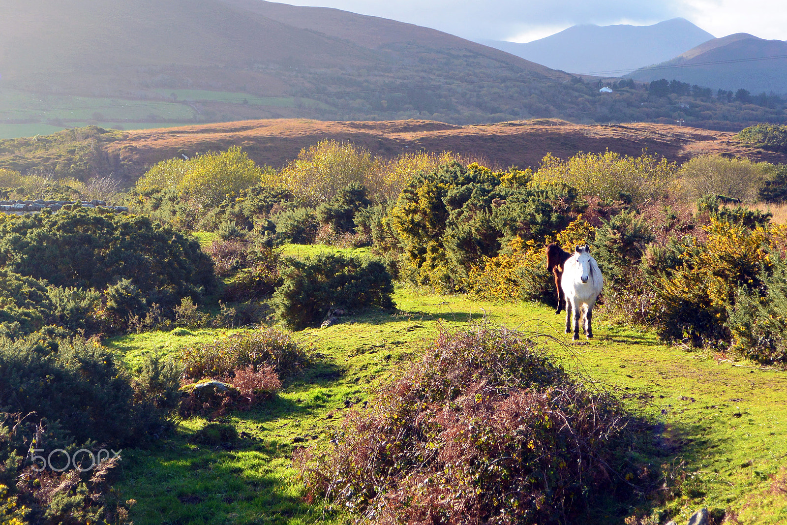 Nikon 1 J3 sample photo. Irish landscape photography