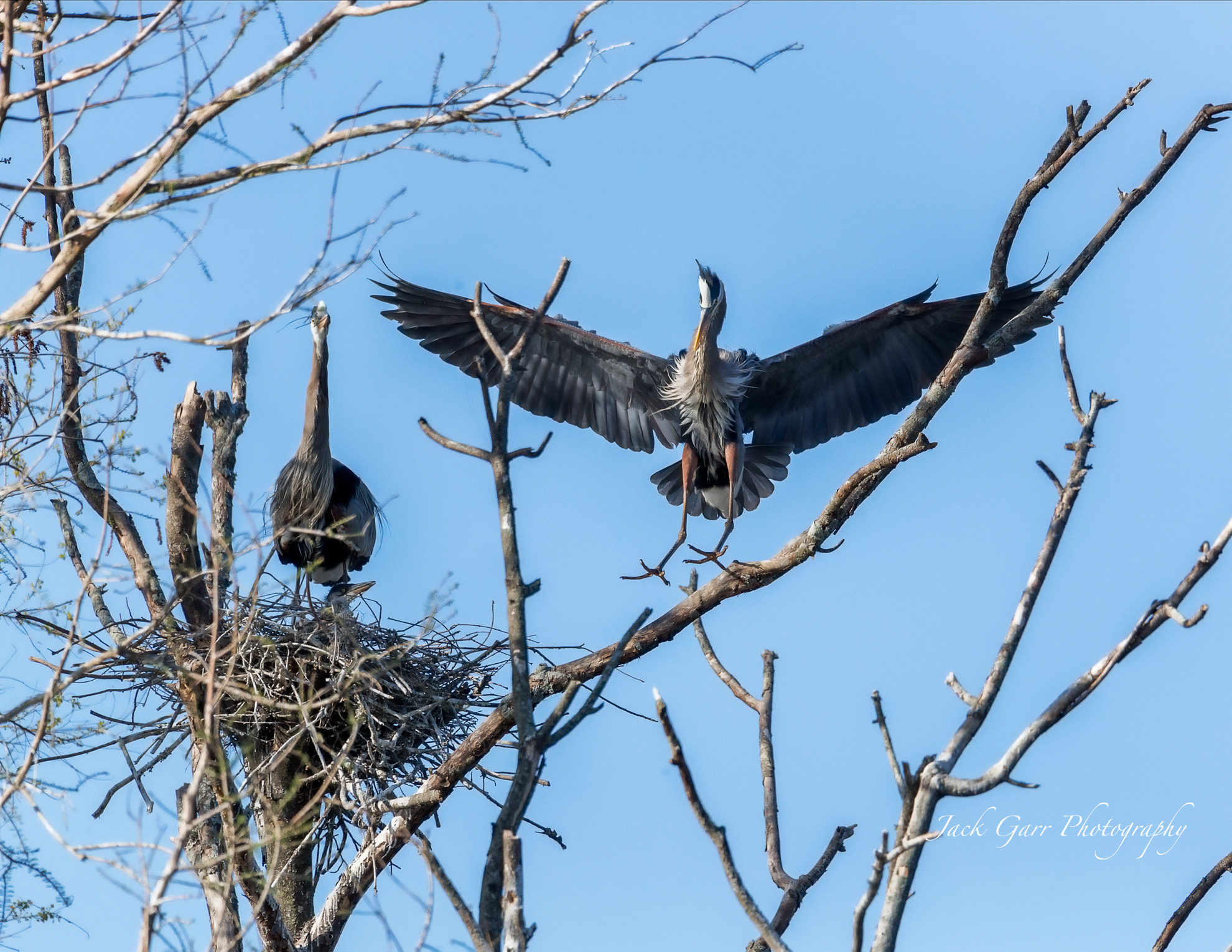 150-600mm F5-6.3 DG OS HSM | Sports 014 sample photo. Great blue heron chick watching food delivery photography