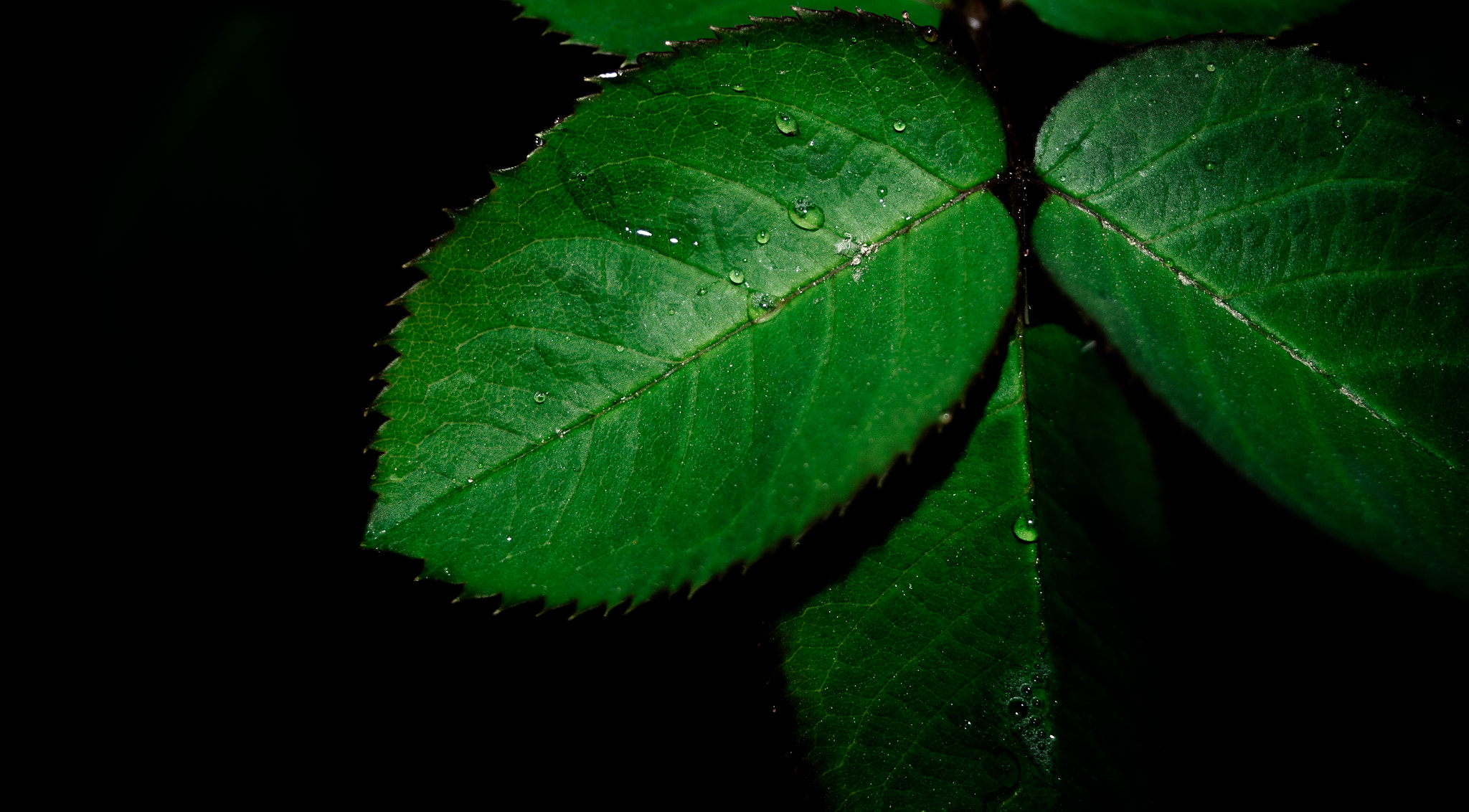 Pentax K-5 sample photo. Green photography
