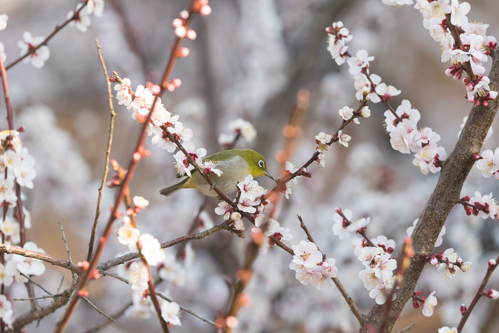Sony FE 70-200mm F2.8 GM OSS sample photo. White-eye on plum blossoms photography