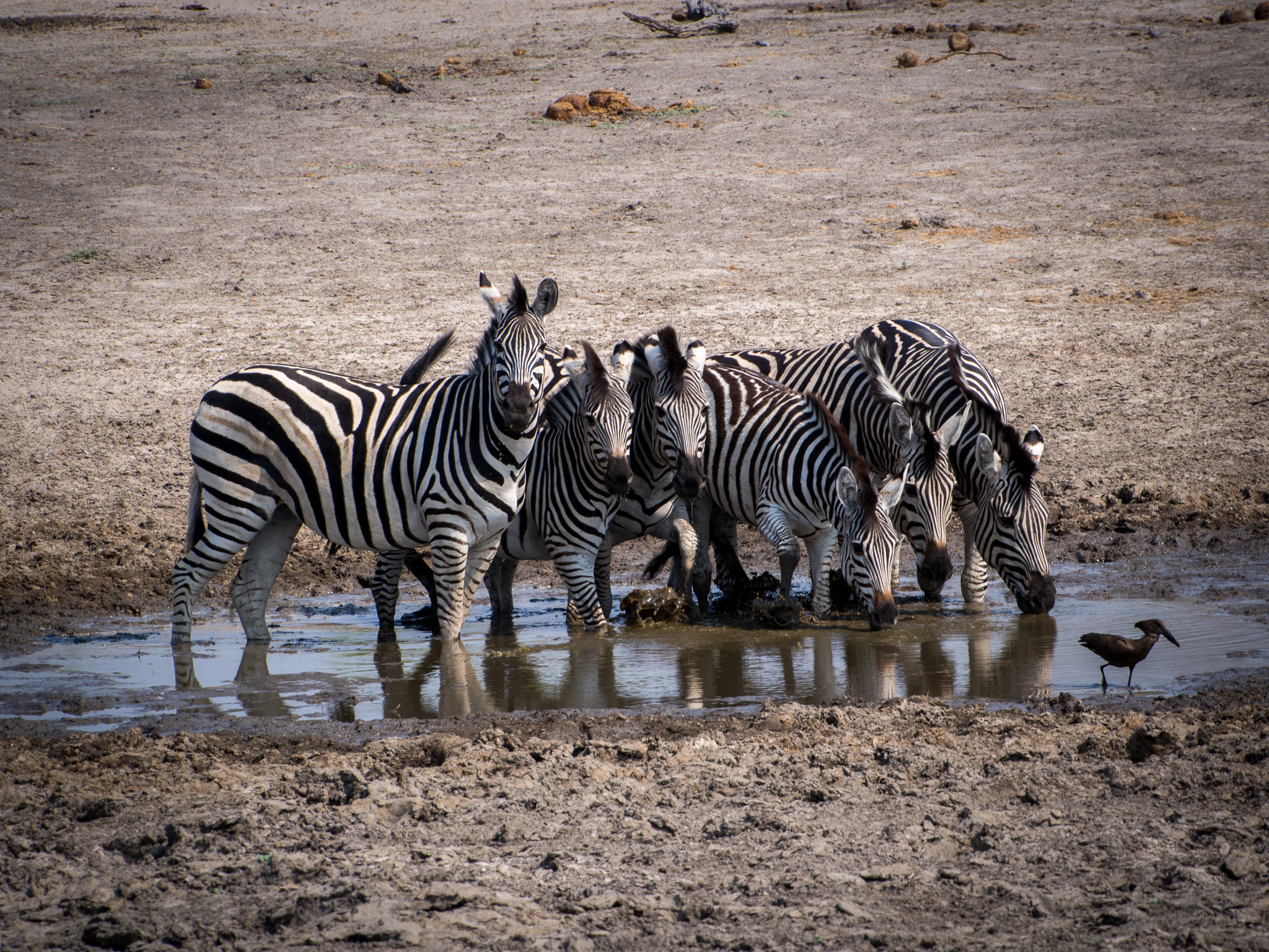 Olympus OM-D E-M5 sample photo. Zebra three up three down photography