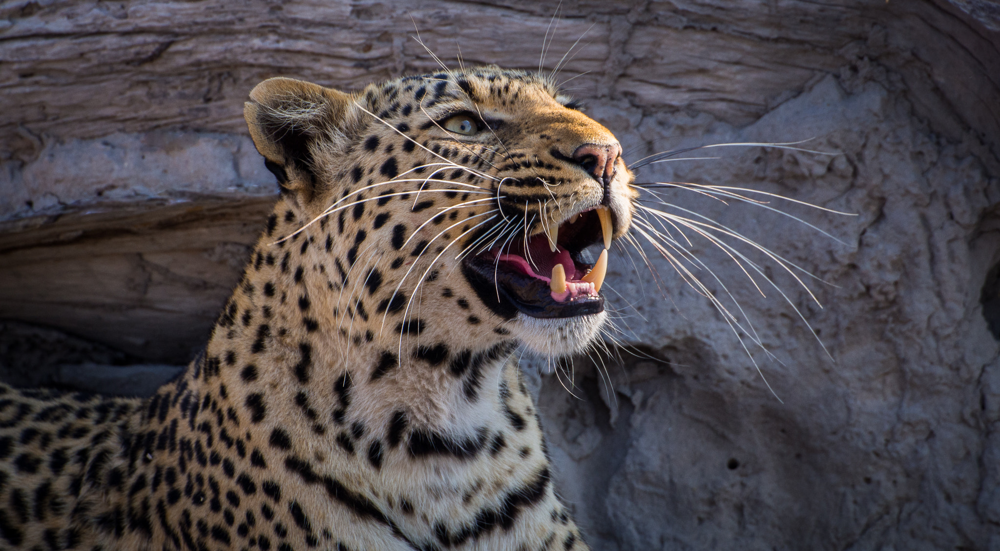 Olympus OM-D E-M5 sample photo. Leopard spots a thief at the selinda camp photography