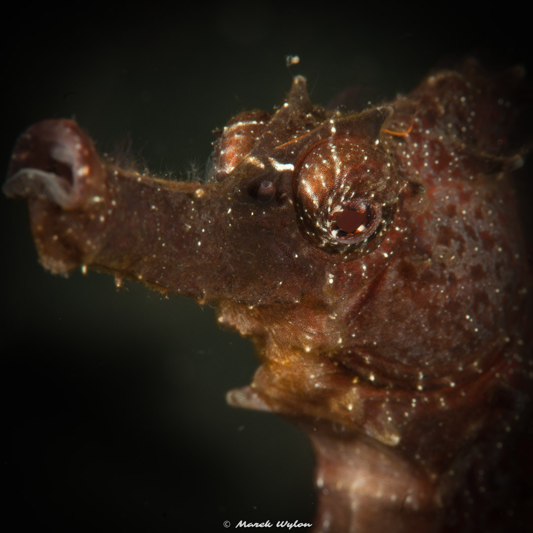 Nikon D300 sample photo. Moluccan seahorse | lembeh strait | 2011.10.11 photography