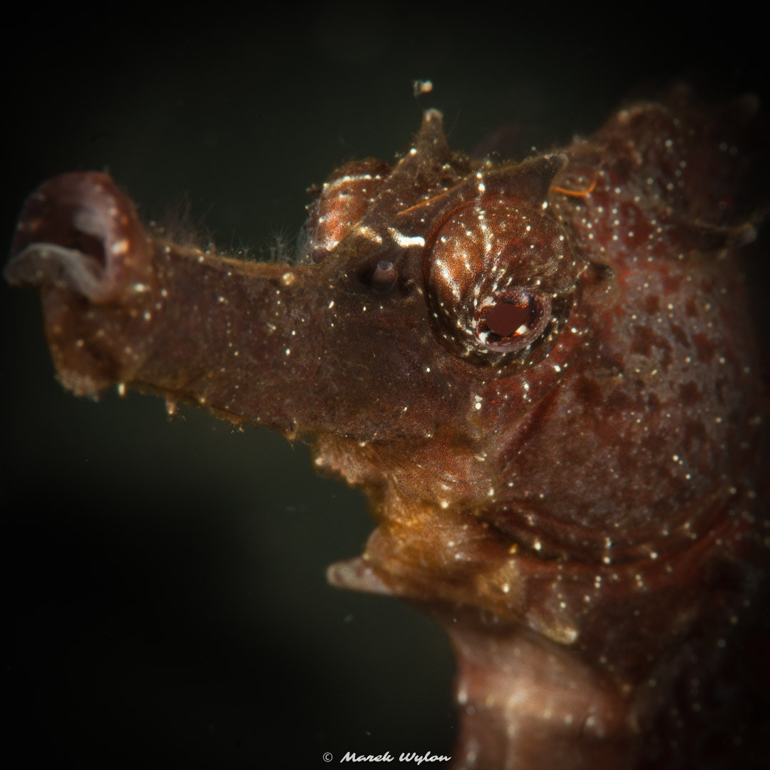 Nikon AF-S Micro-Nikkor 105mm F2.8G IF-ED VR sample photo. Moluccan seahorse | lembeh strait | 2011.10.11 photography
