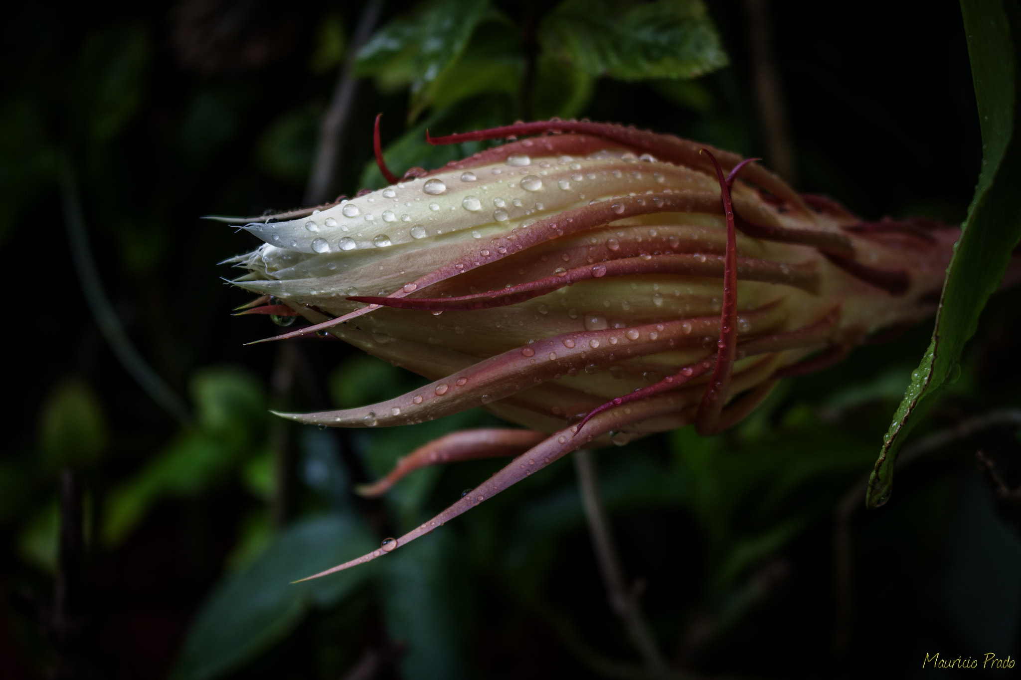 Canon EOS 50D sample photo. The alchemy of rainy days ... photography