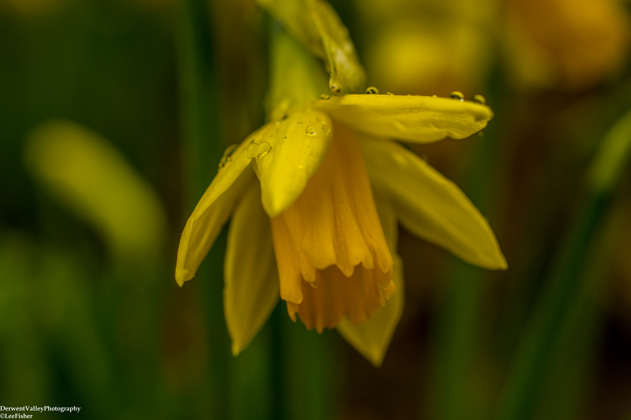 Nikon AF-S DX Micro Nikkor 40mm F2.8 sample photo. Drip photography