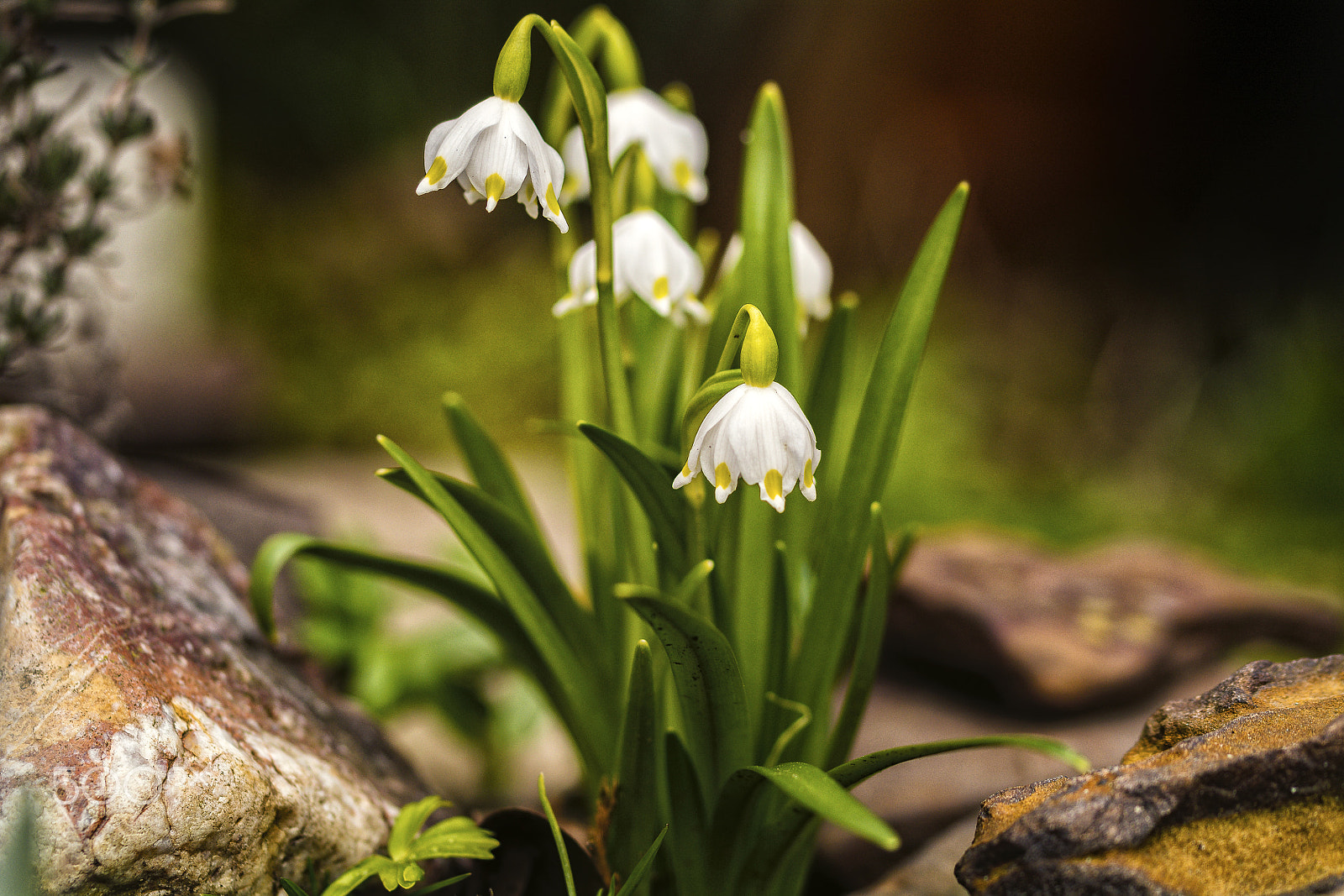 Sigma 105mm F2.8 EX DG OS HSM sample photo. Märzenbecher photography