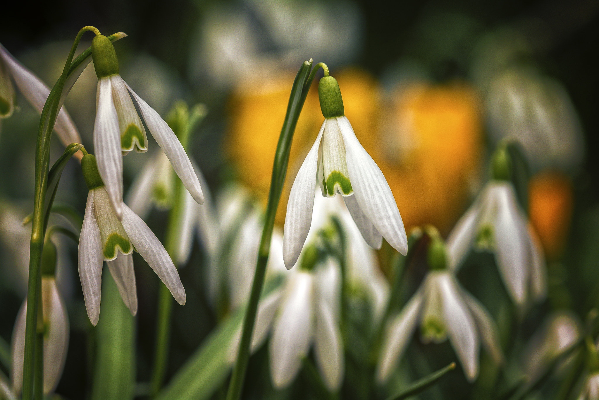 Sigma 105mm F2.8 EX DG OS HSM sample photo. Schneeglöckchen photography