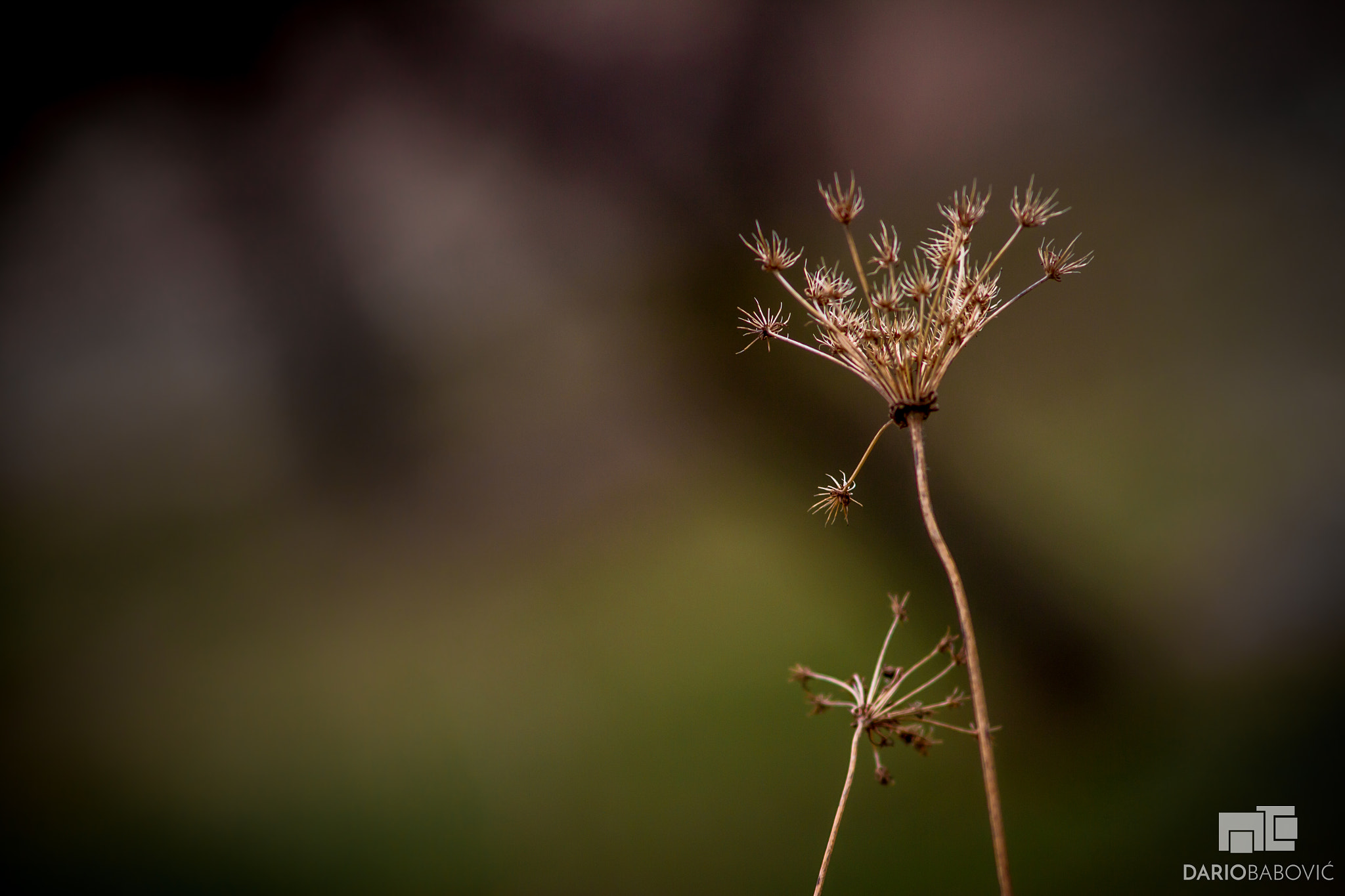 Canon EOS 650D (EOS Rebel T4i / EOS Kiss X6i) sample photo. Seed heads photography