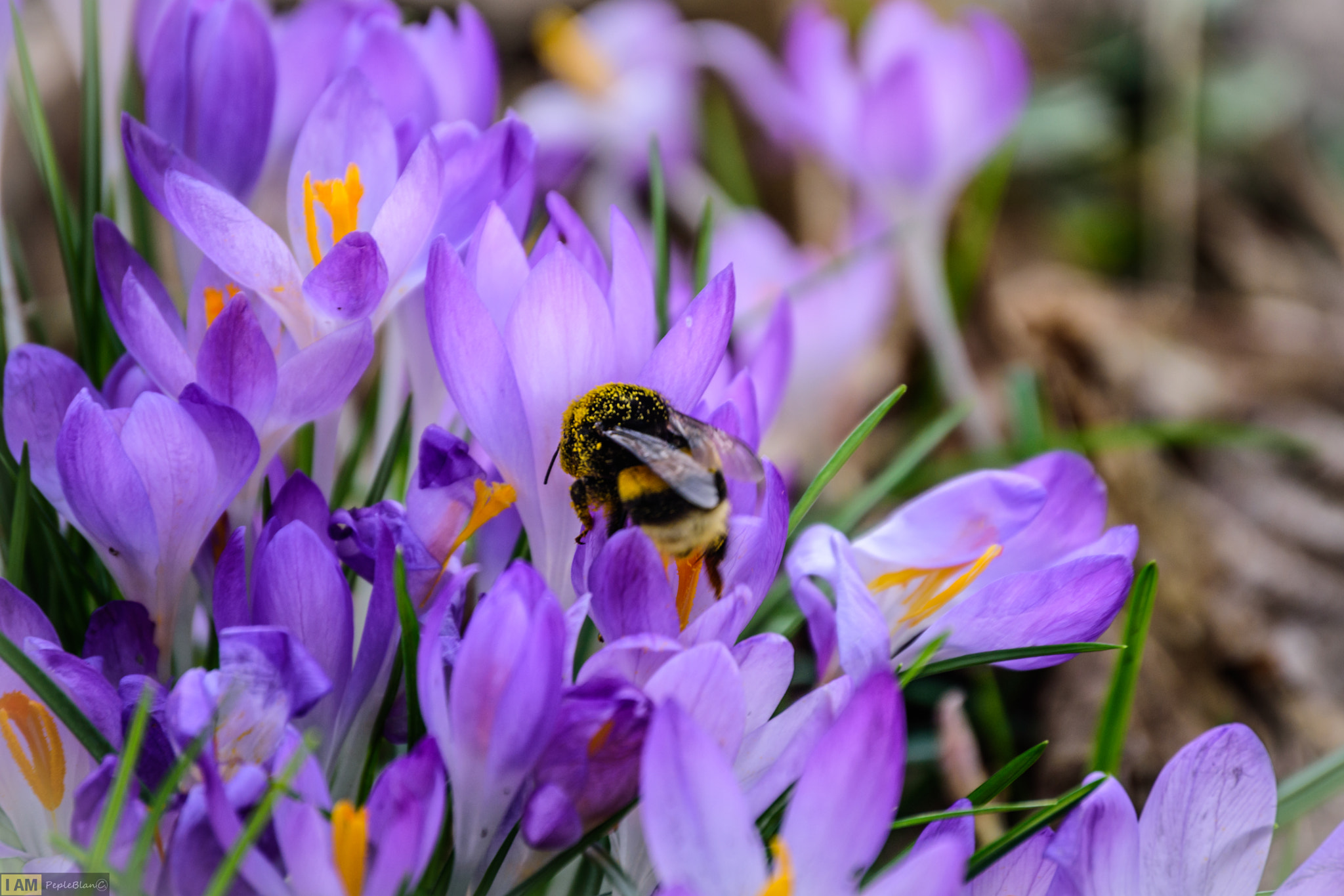 Nikon D7200 sample photo. Krokus photography