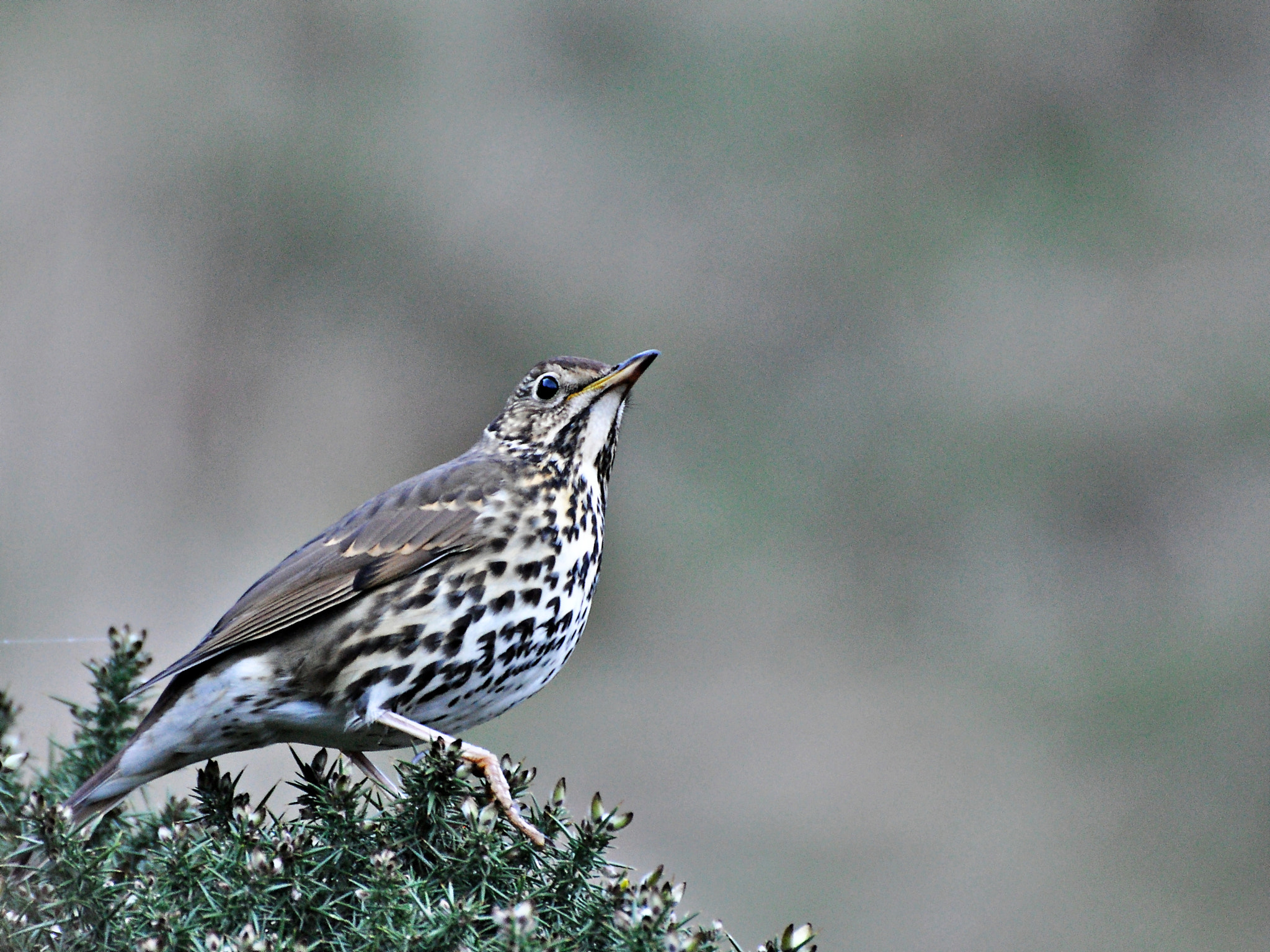 Nikon D5000 sample photo. Songthrush photography