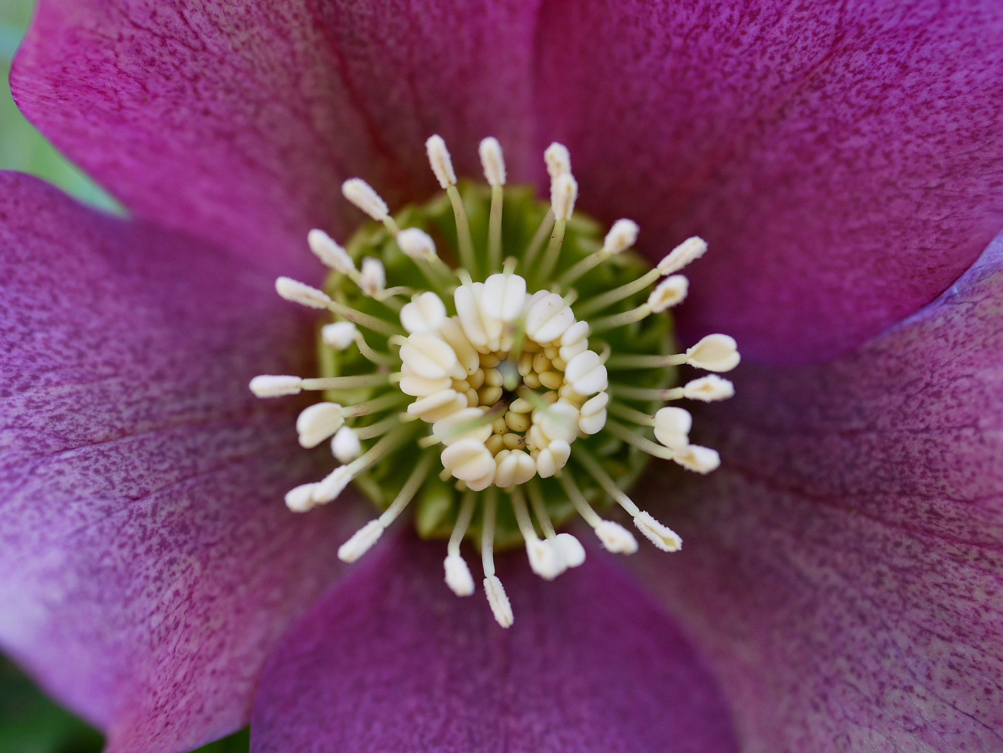 Panasonic Lumix DMC-GX85 (Lumix DMC-GX80 / Lumix DMC-GX7 Mark II) + Panasonic Lumix G Macro 30mm F2.8 ASPH Mega OIS sample photo. Hellebore photography