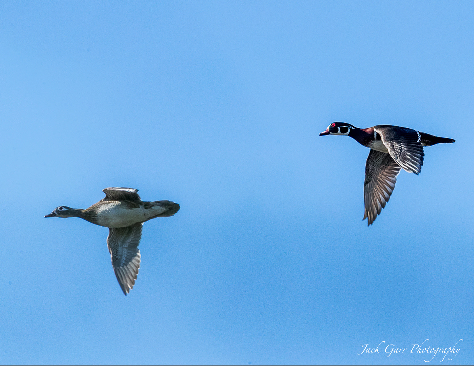 Canon EOS-1D X Mark II sample photo. Male ad female woodduck in flight photography