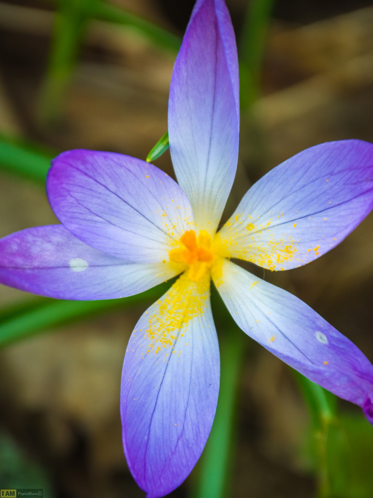 Nikon D7200 sample photo. Flower photography