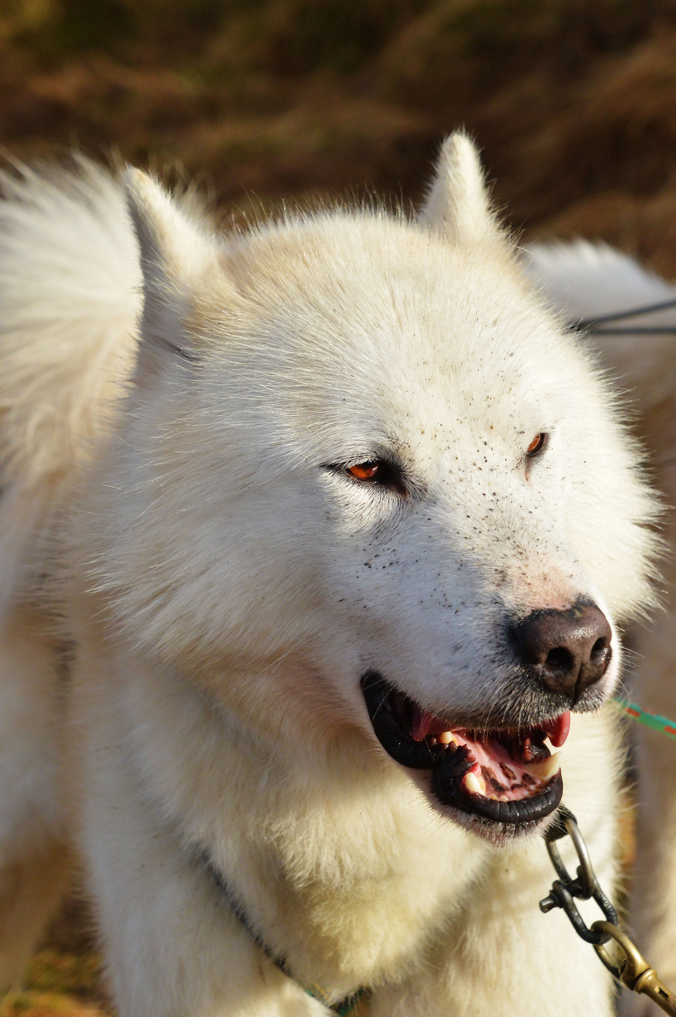 Nikon D3200 sample photo. Newdsc photography