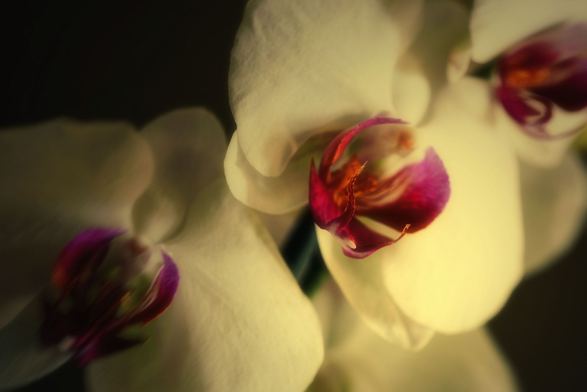 Canon EF 100mm F2.8 Macro USM sample photo. Img photography