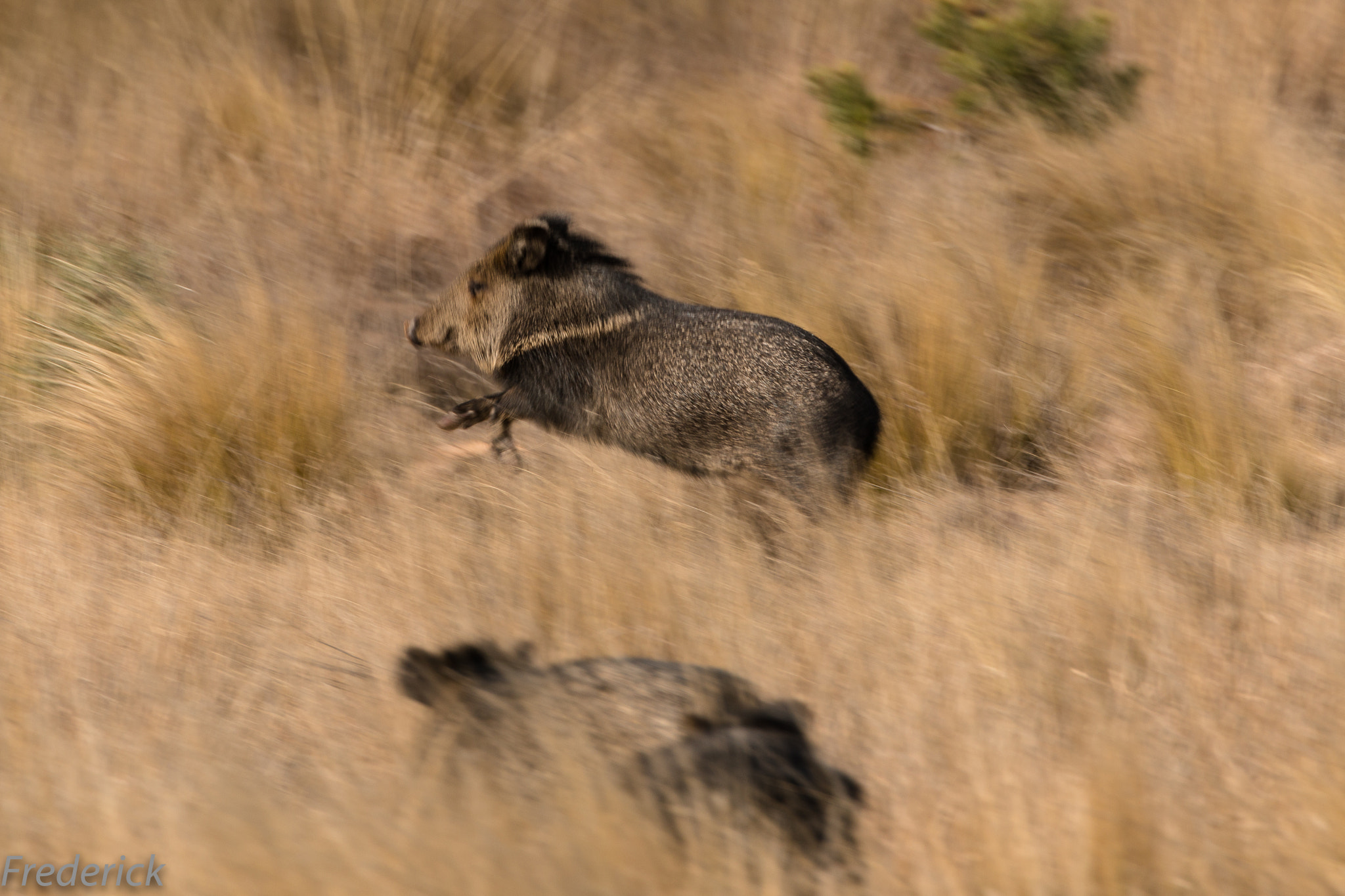 Canon EOS 70D + Canon EF 70-300mm F4-5.6L IS USM sample photo. Javelina jumping photography