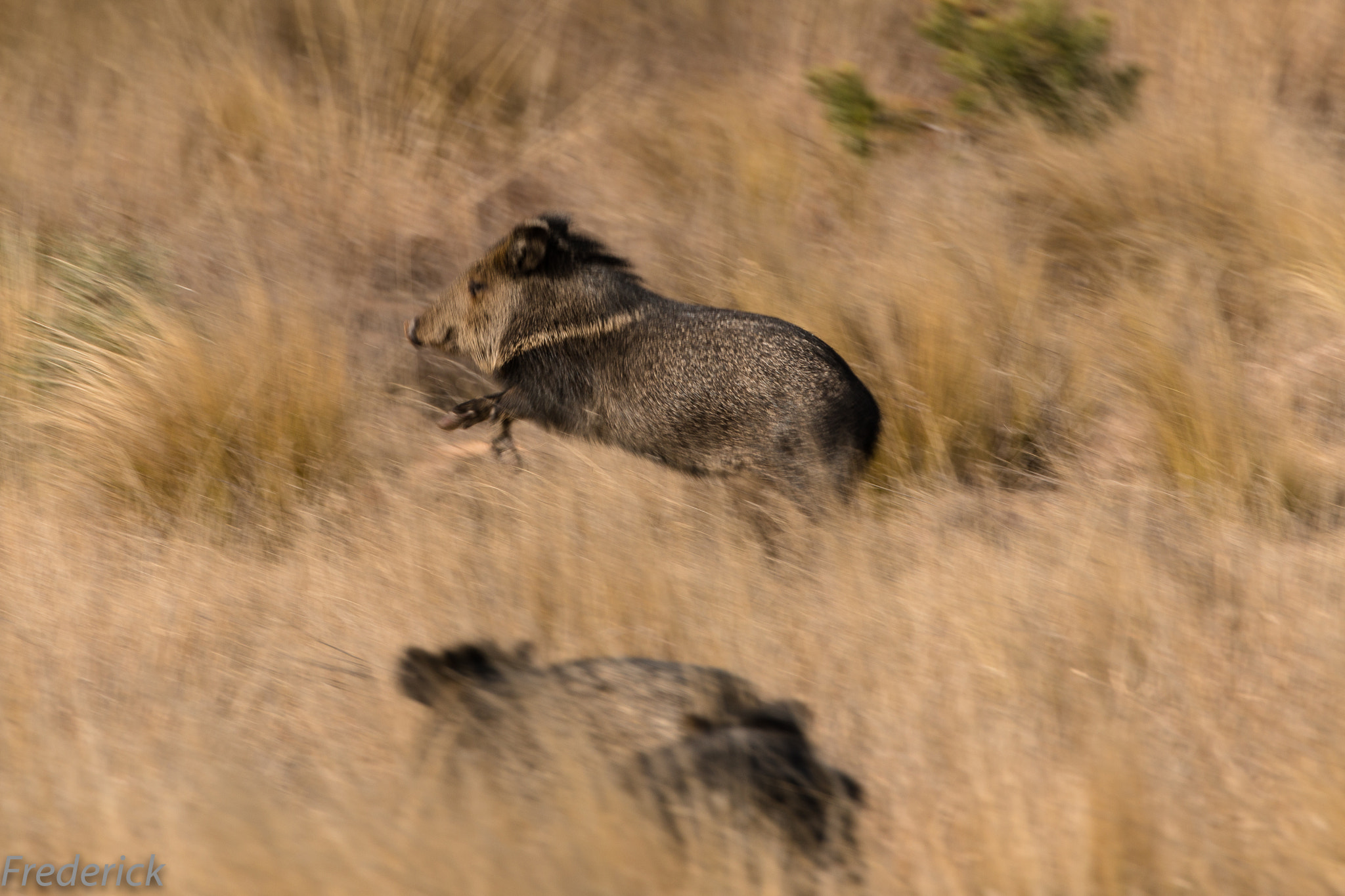 Canon EF 70-300mm F4-5.6L IS USM sample photo. Javelina jumping photography