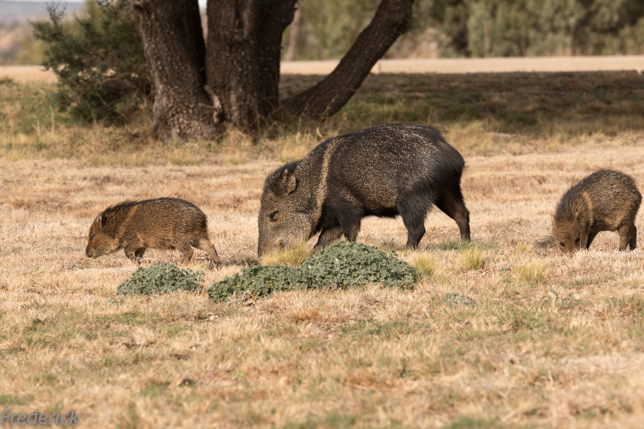 Canon EF 70-300mm F4-5.6L IS USM sample photo. Big bend texas javelina photography