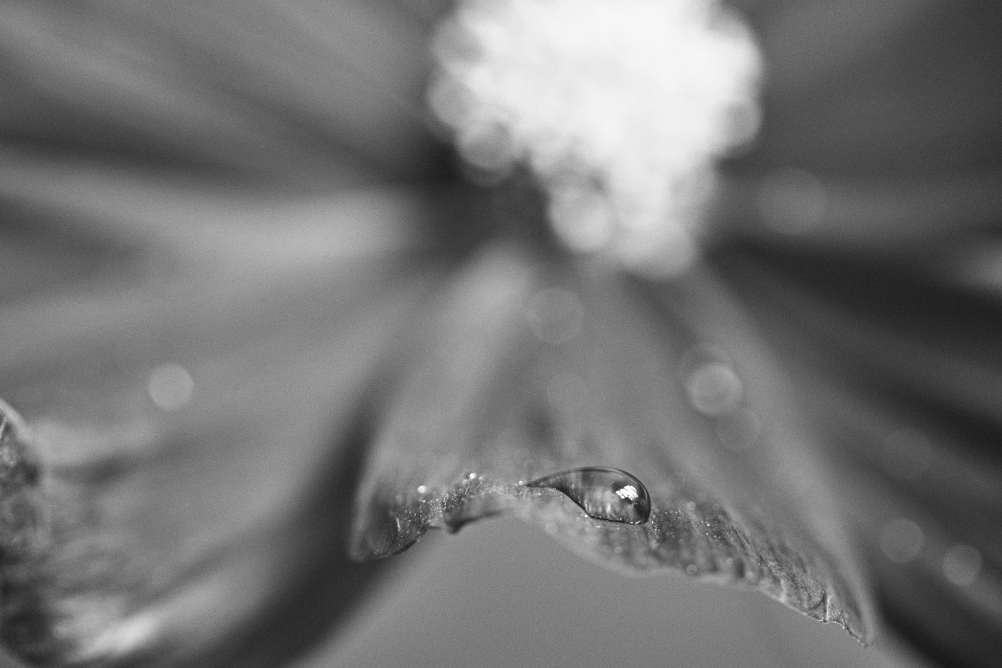 Canon EF 100mm F2.8 Macro USM sample photo. Img photography