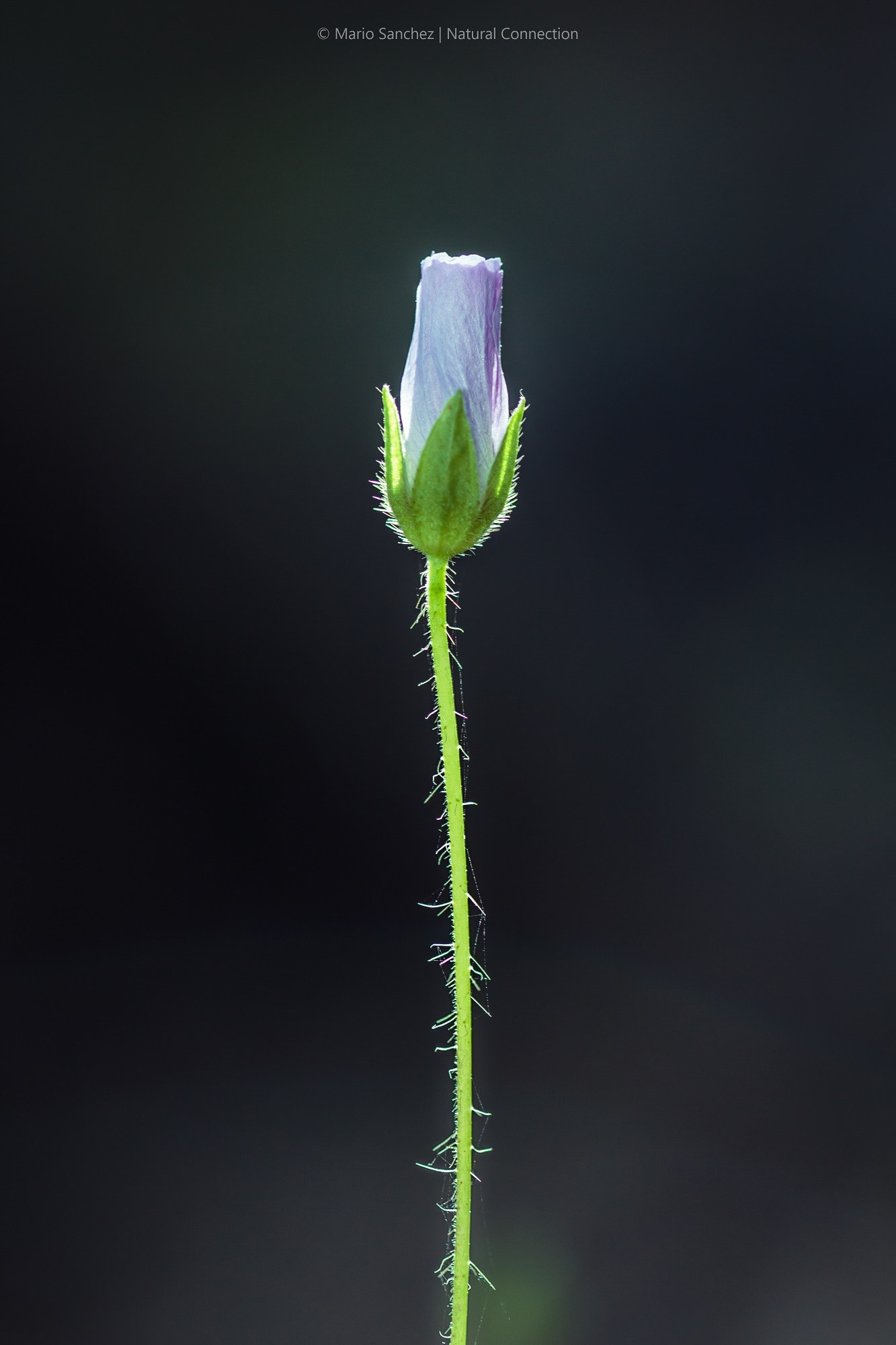 Canon EF 100mm F2.8 Macro USM sample photo. Tiny flower photography