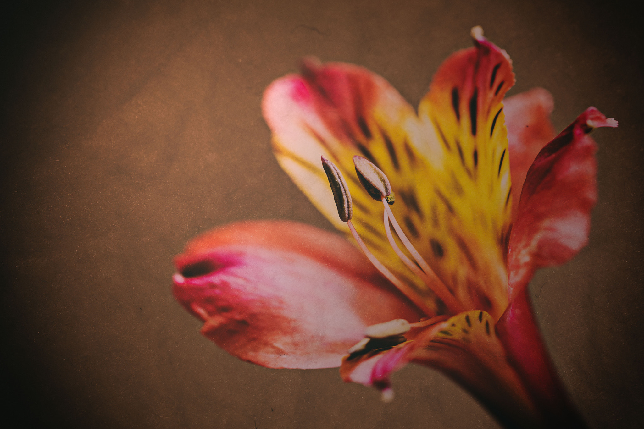 Canon EF 100mm F2.8 Macro USM sample photo. Img photography